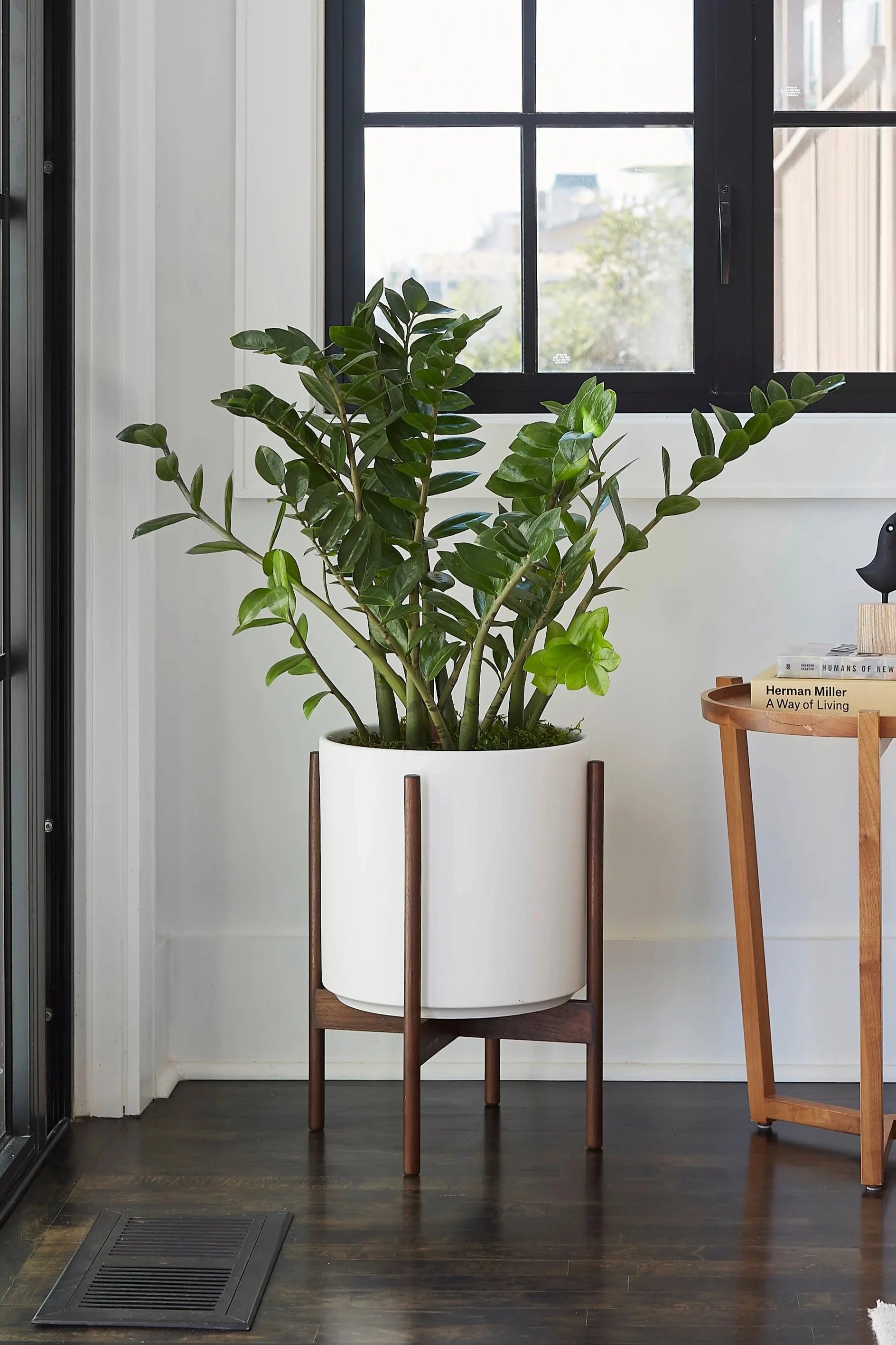 LBE Design the 12 white cylinder planter with dark teak stand potted with a ZZ plant and in a living room with dark floors and white walls.