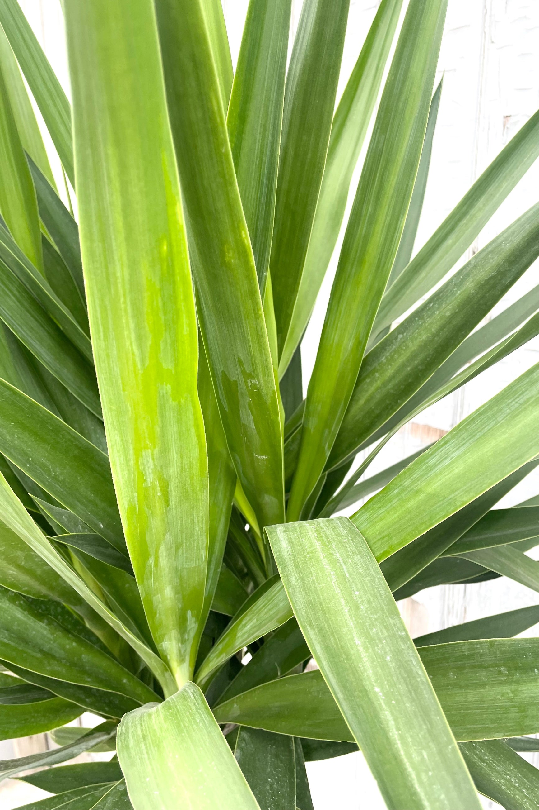 A detailed view of Yucca gigantea cutback 12" against wooden backdrop ©Sprout Home