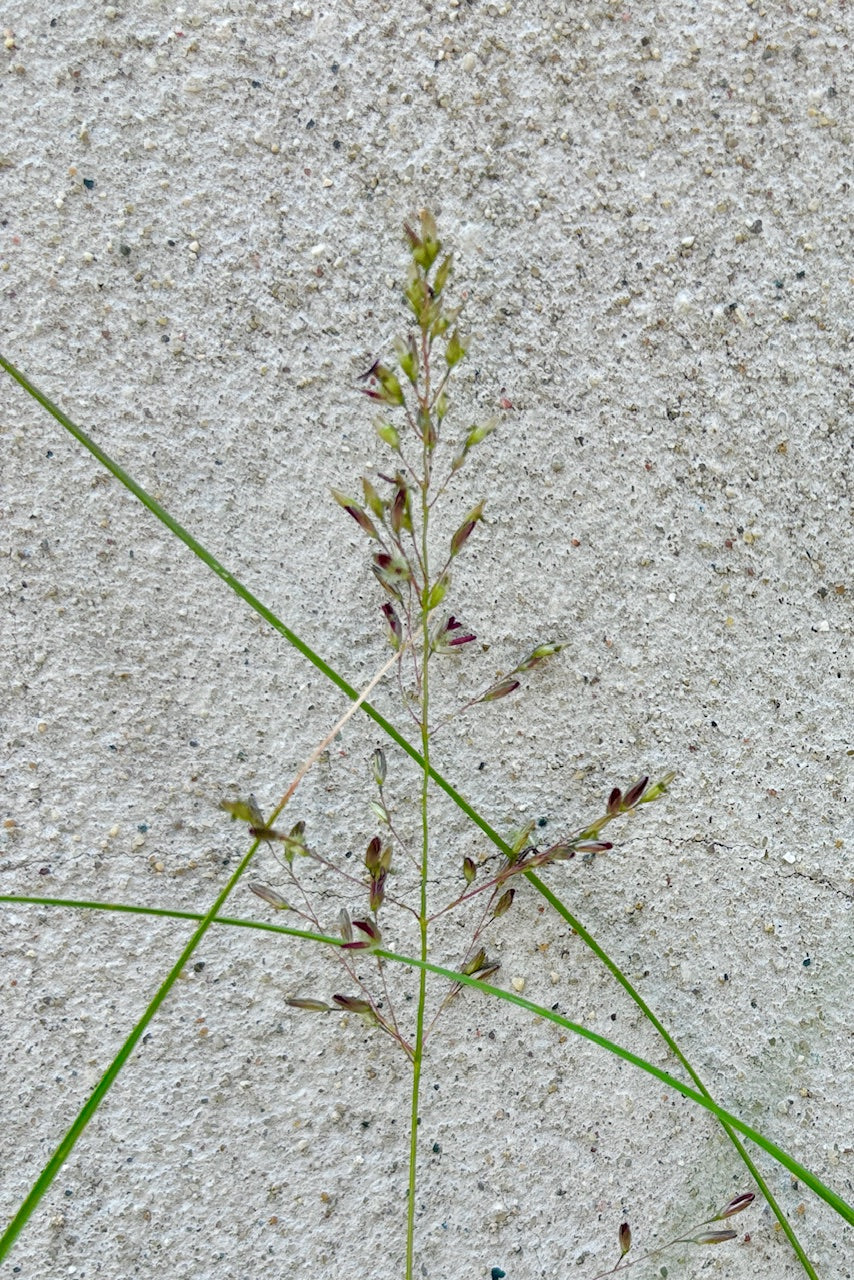 Detail of seed head on prairie dropseed grass against a cement background ©Sprout Home