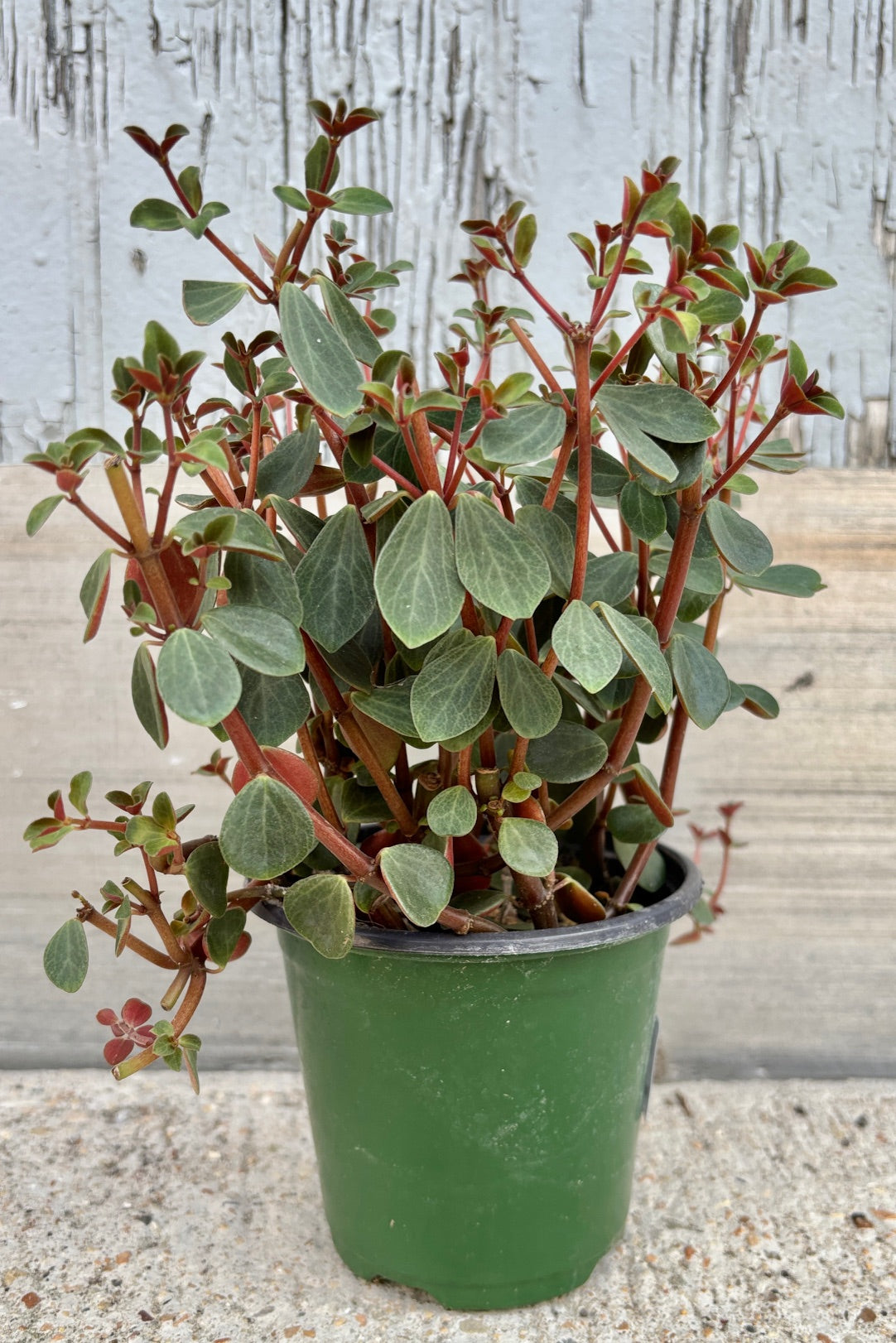 Upright plant with small, teardrop shaped, dark green leaves on red stems against grey wall.