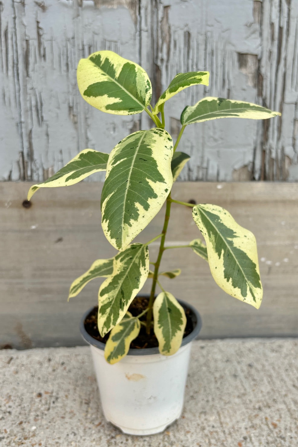 Upright plant with white and green variegated leaves with dark green spots against grey background.