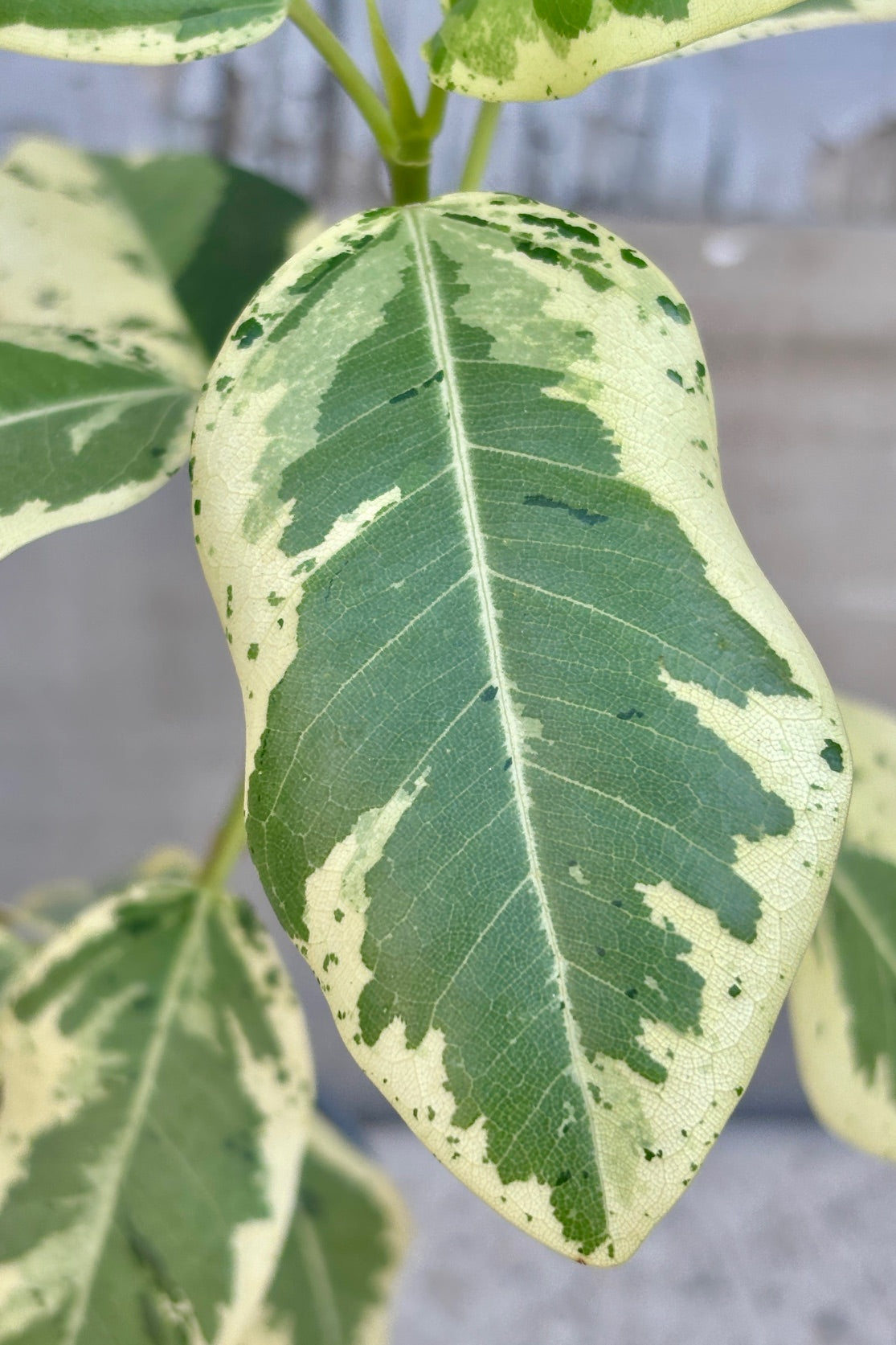 Close up of upright plant with white and green variegated leaves with dark green spots