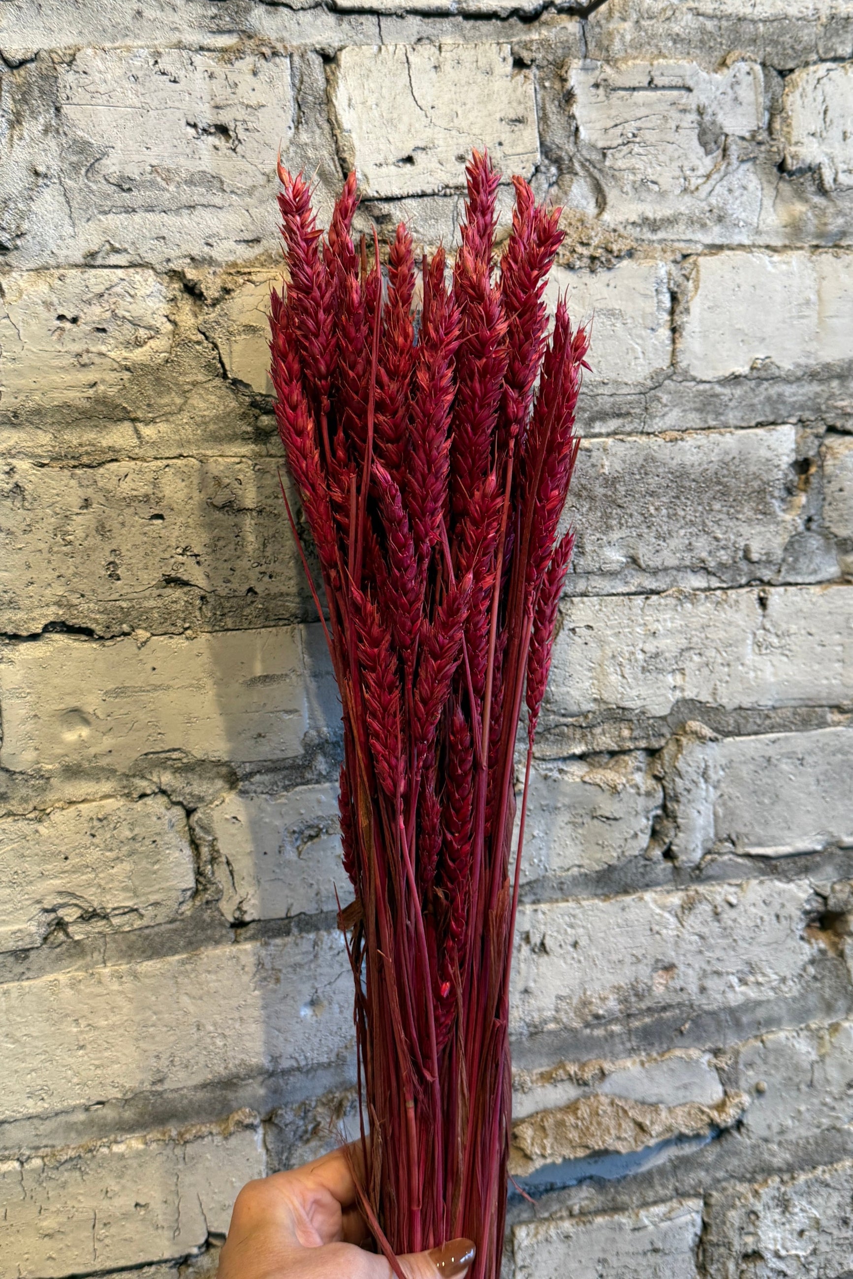 Bunch of red dried flowers held against a stone wall. ©Sprout Home