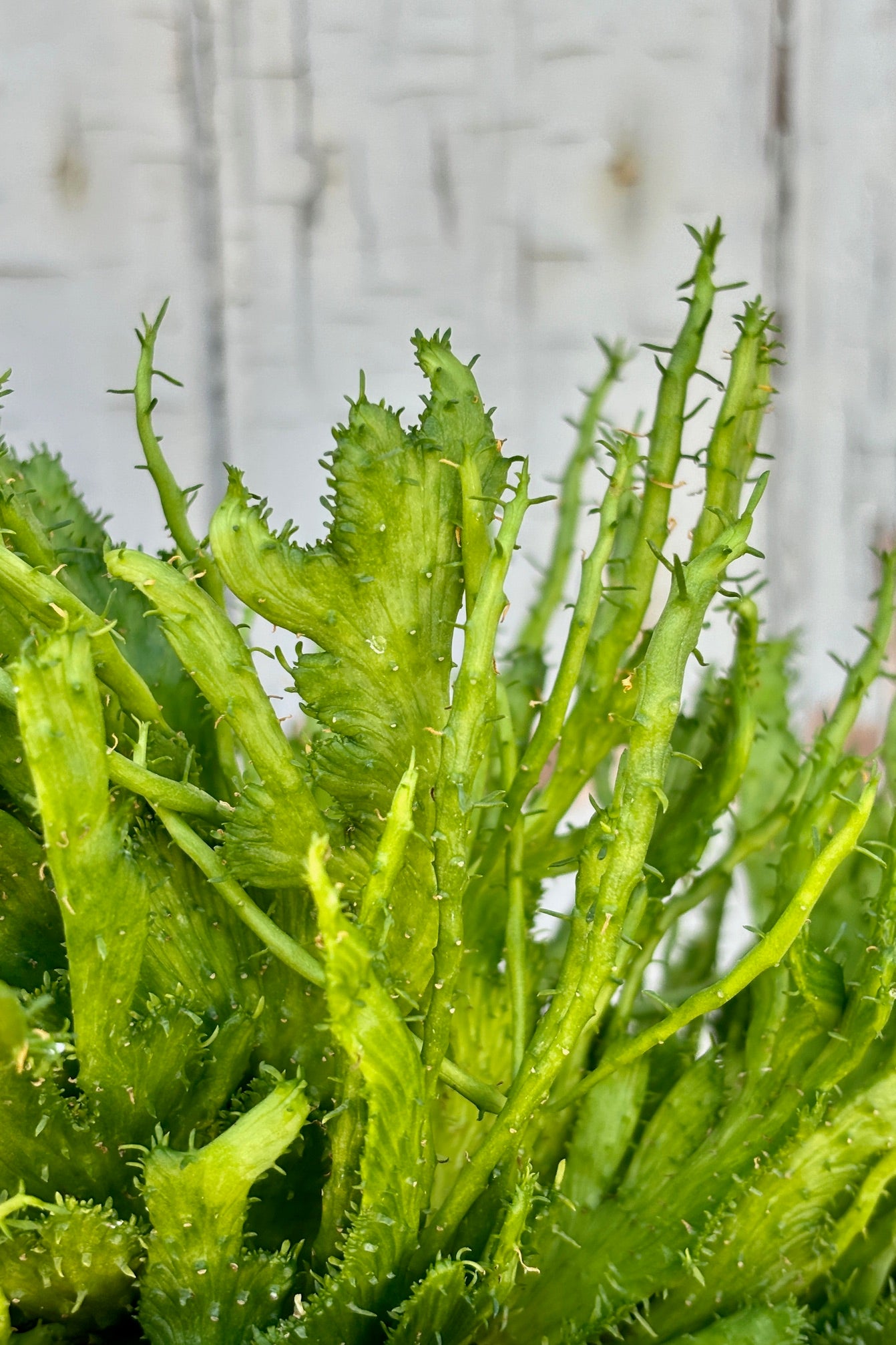 Detail of twisted, flattened leaves of Medusa's Head Euphorbia. Bright green in color with edges that have small, sparse leaves that look like fringe on the plant.