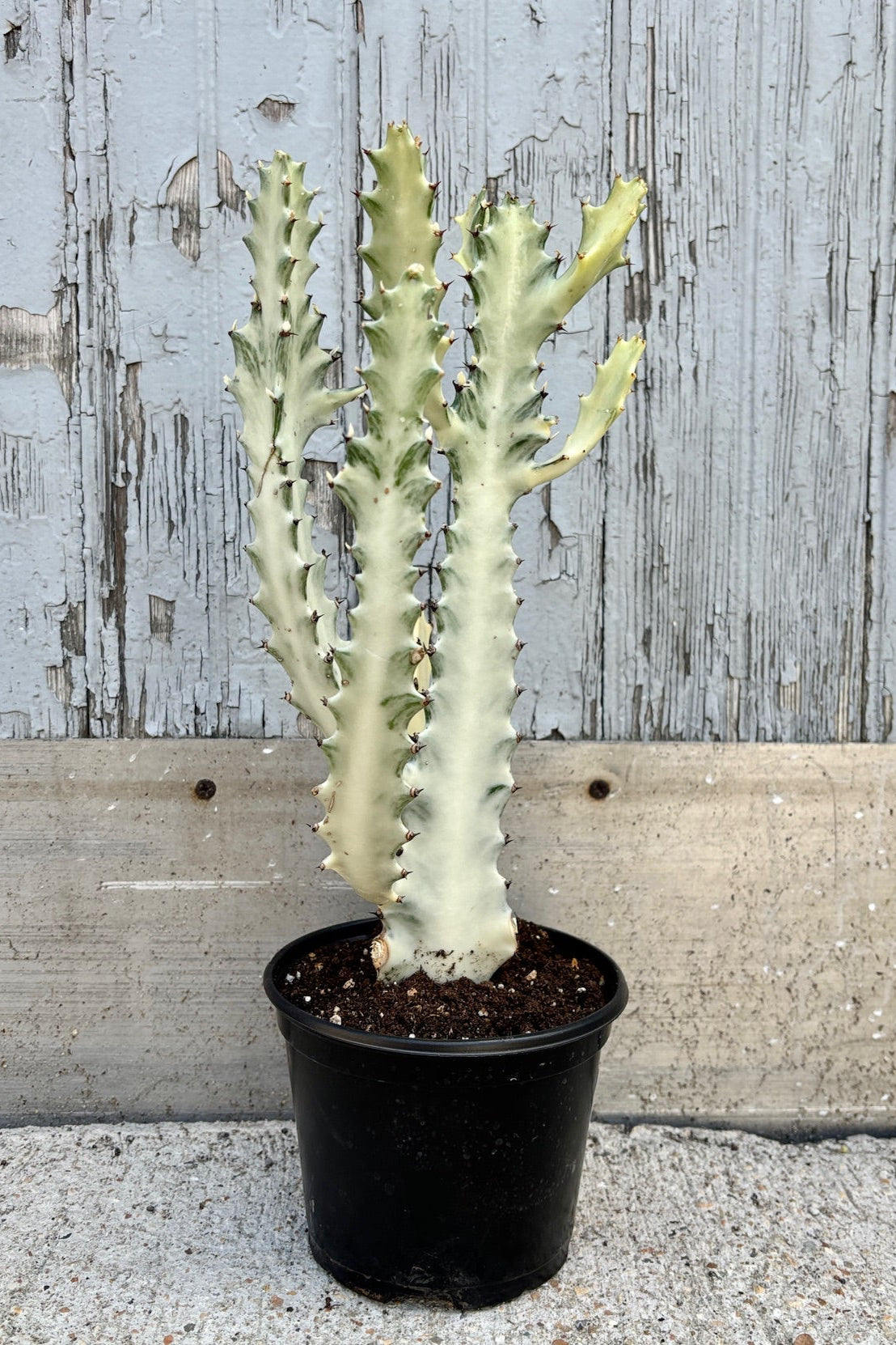 An upright, candelabra shaped succulent, white in color with dark thorns along the edges against a grey background.
