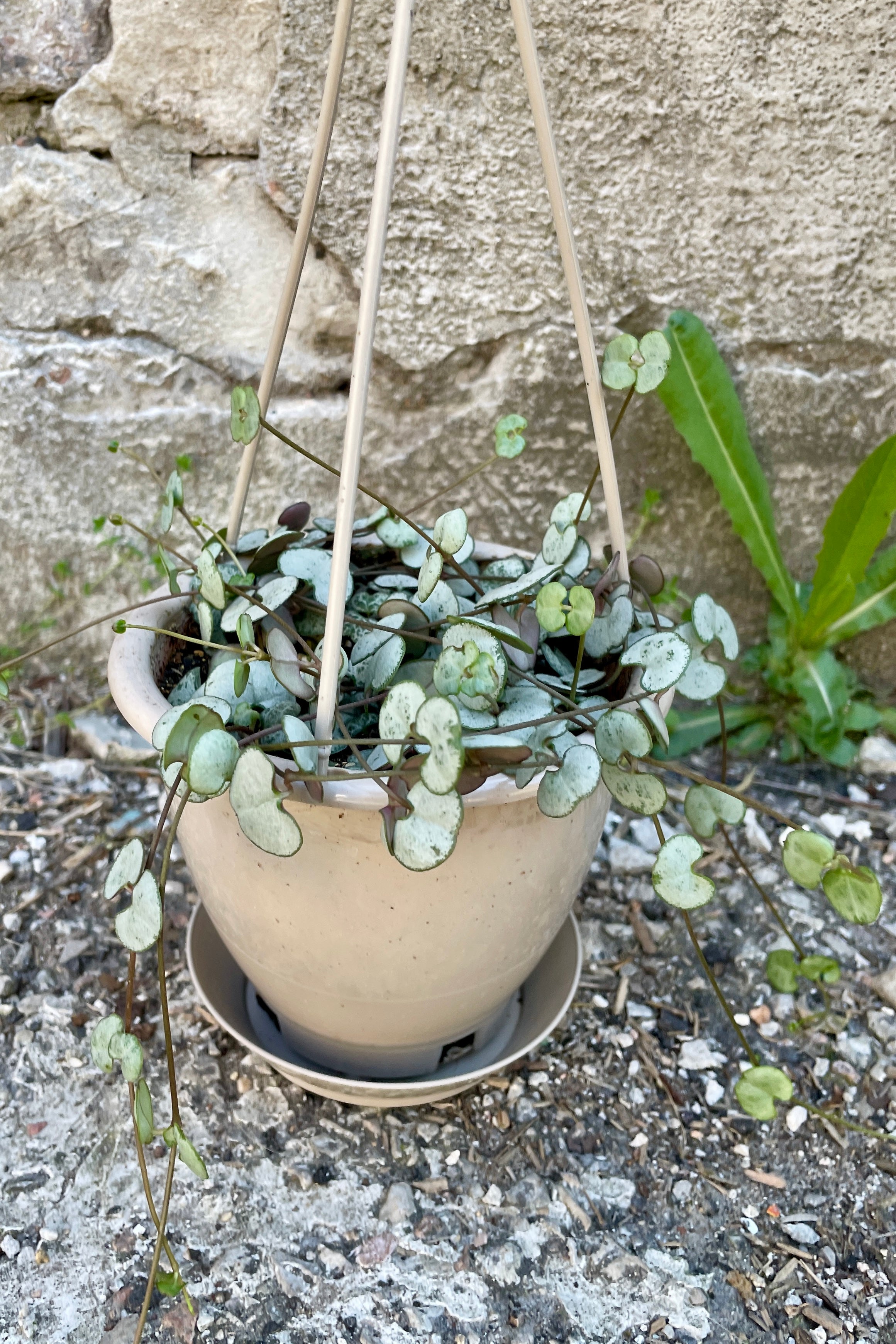 Ceropegia 'string of hearts' plant with pale, bluish-green, heart shaped leaves dotting long stems that trail against cement background