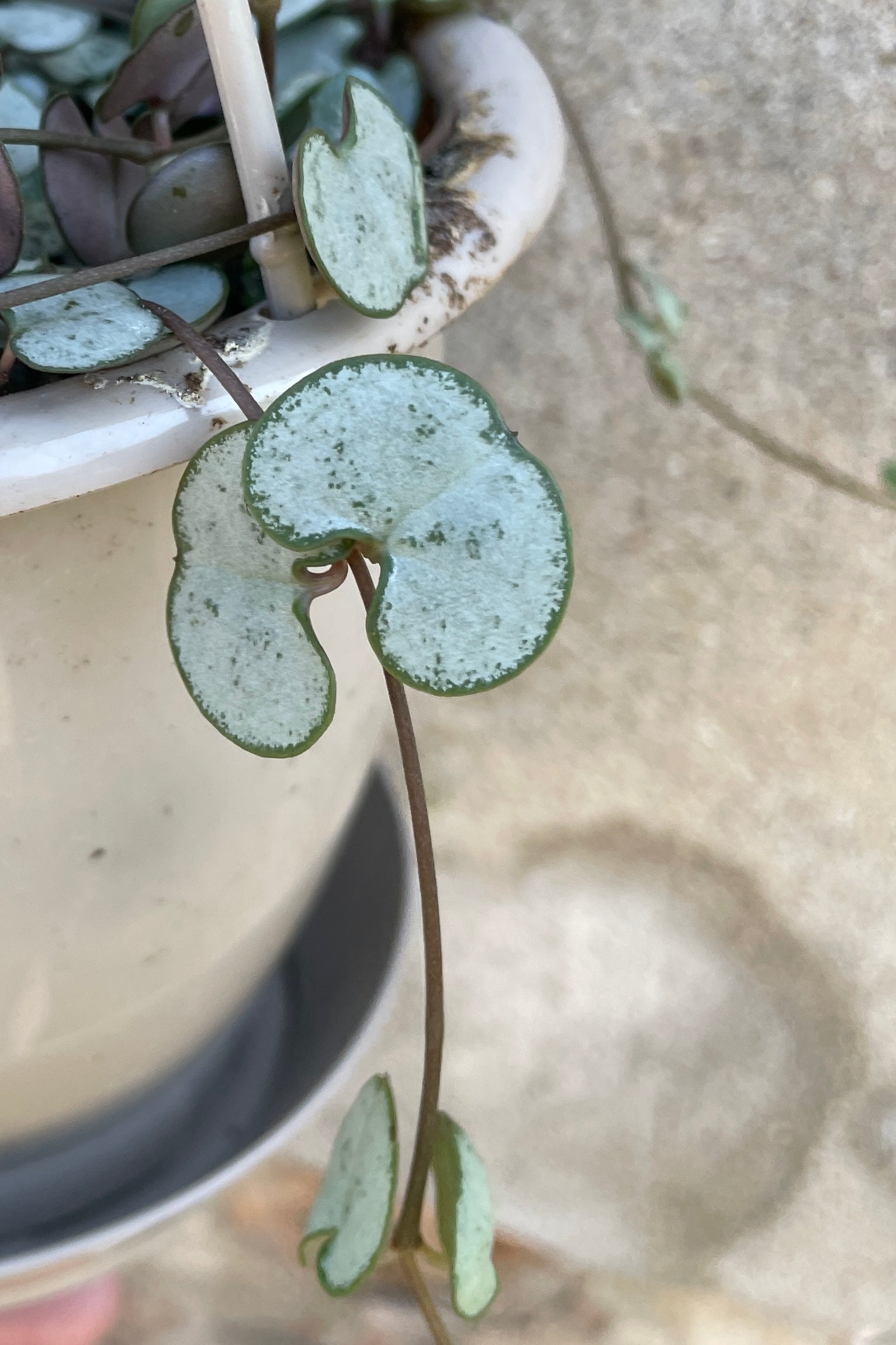 Single leaf of Ceropegia 'string of hearts' plant with pale, bluish-green, heart shaped leaves dotting long stems that trail against cement background