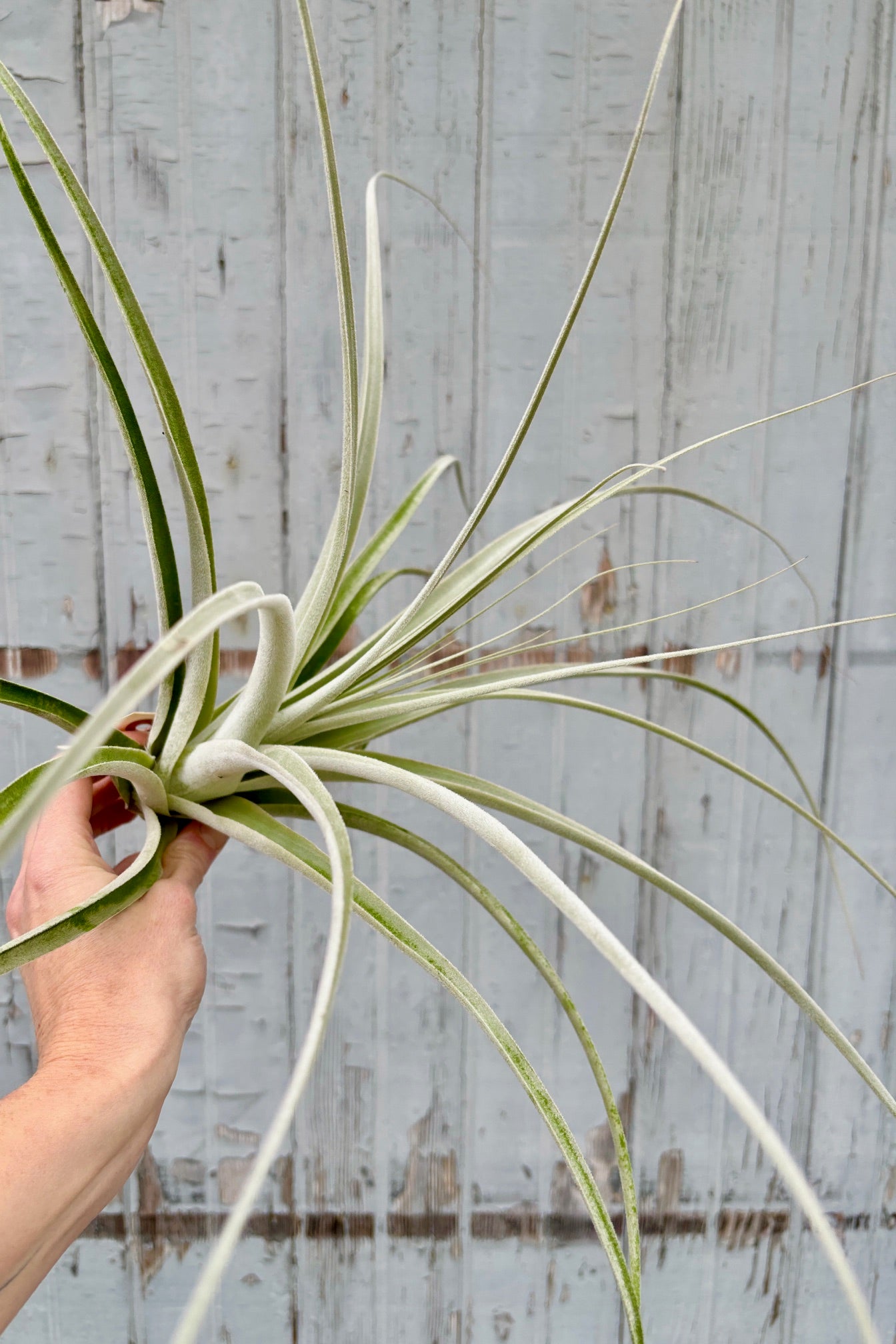 Sideview of a hand holding a Tillandsia straminea plant with long, pale green leaves the have a silver tint due to fine hairs along the leaves. ©Sprout Home