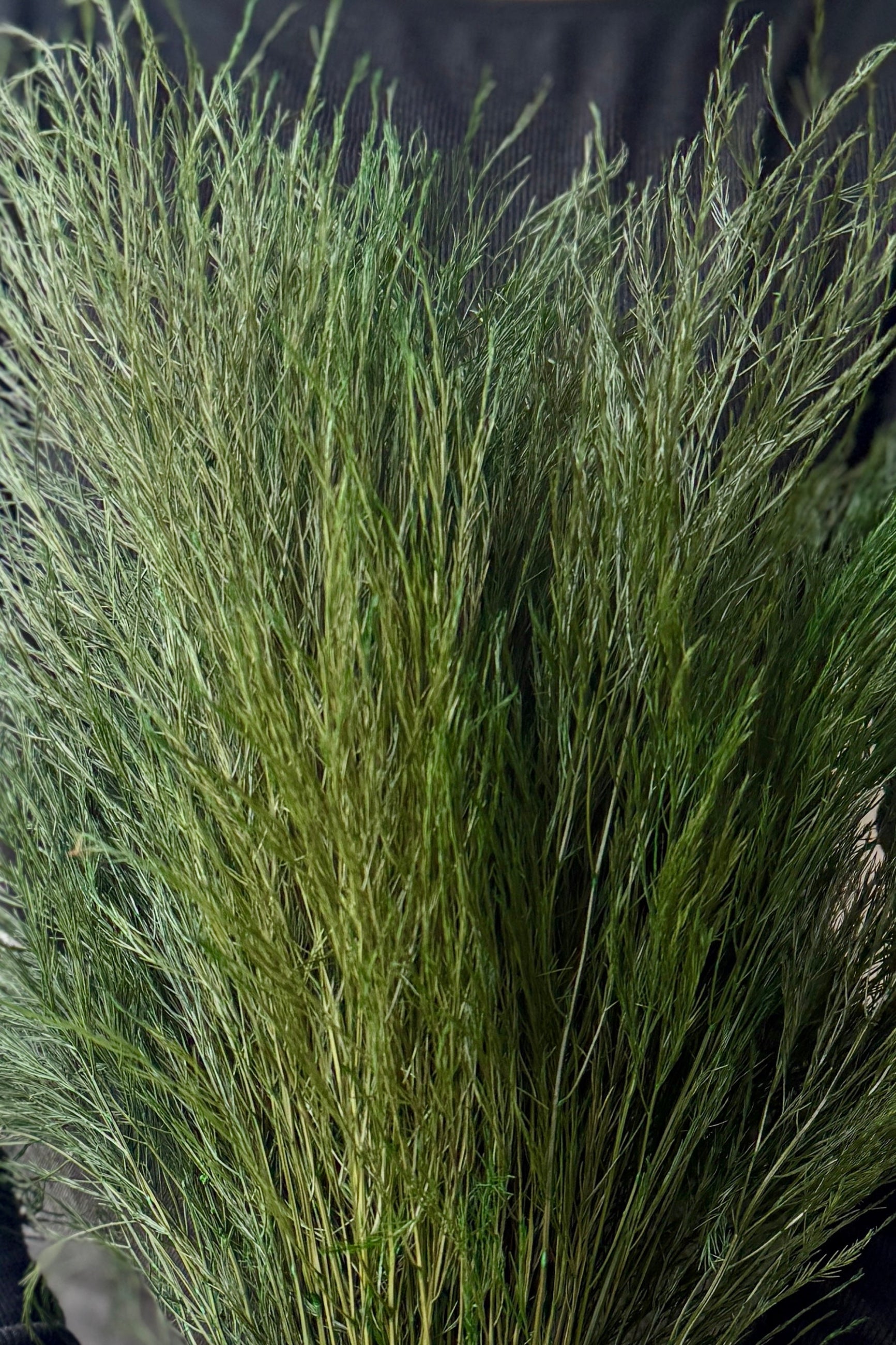 Green decorative preserved Asparagus fern against a dark background ©Sprout Home