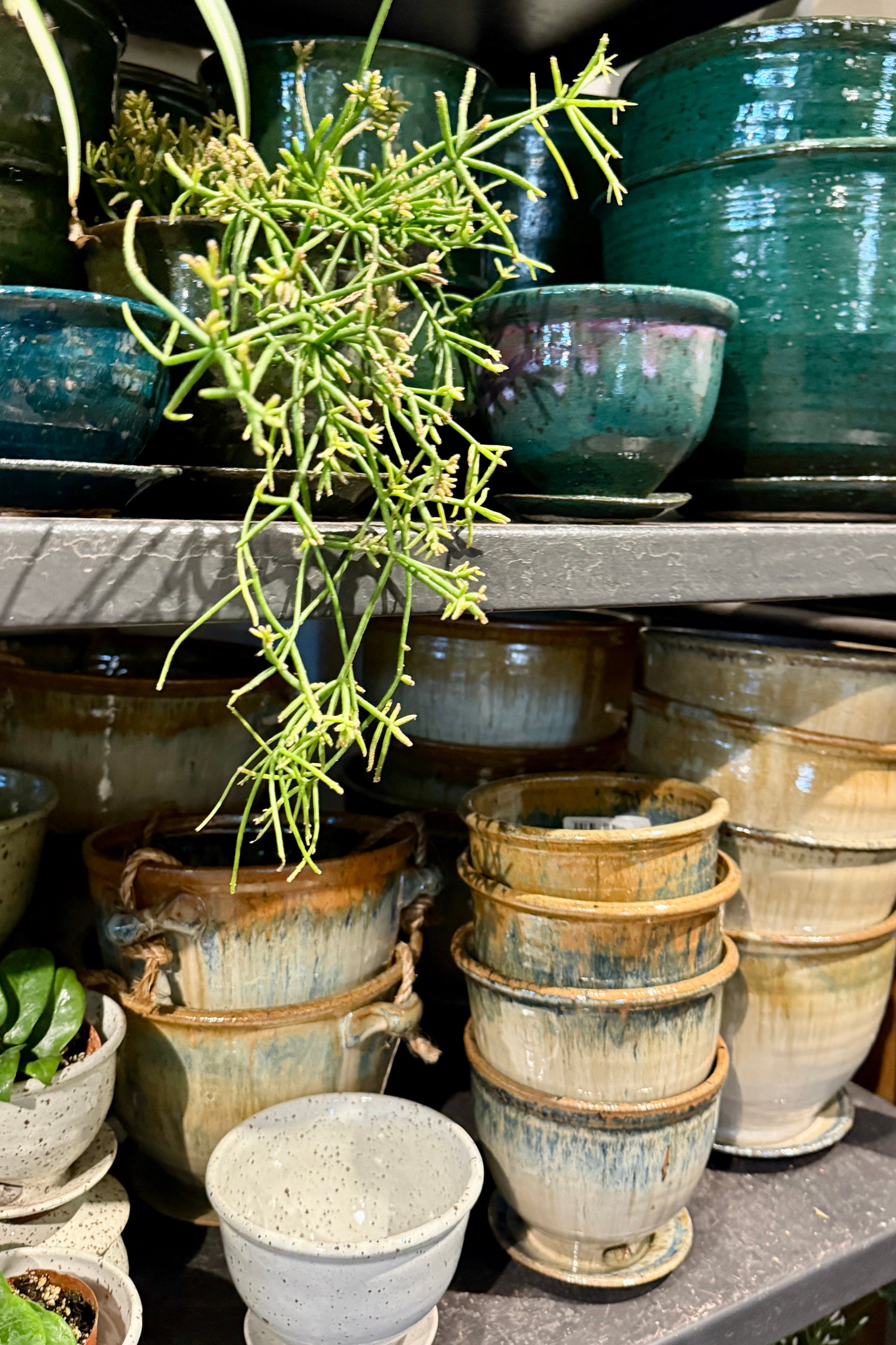 Stack of ceramic Bruning Pottery pots with a plant on a shelf at Sprout Home in Chicago ©Sprout Home
