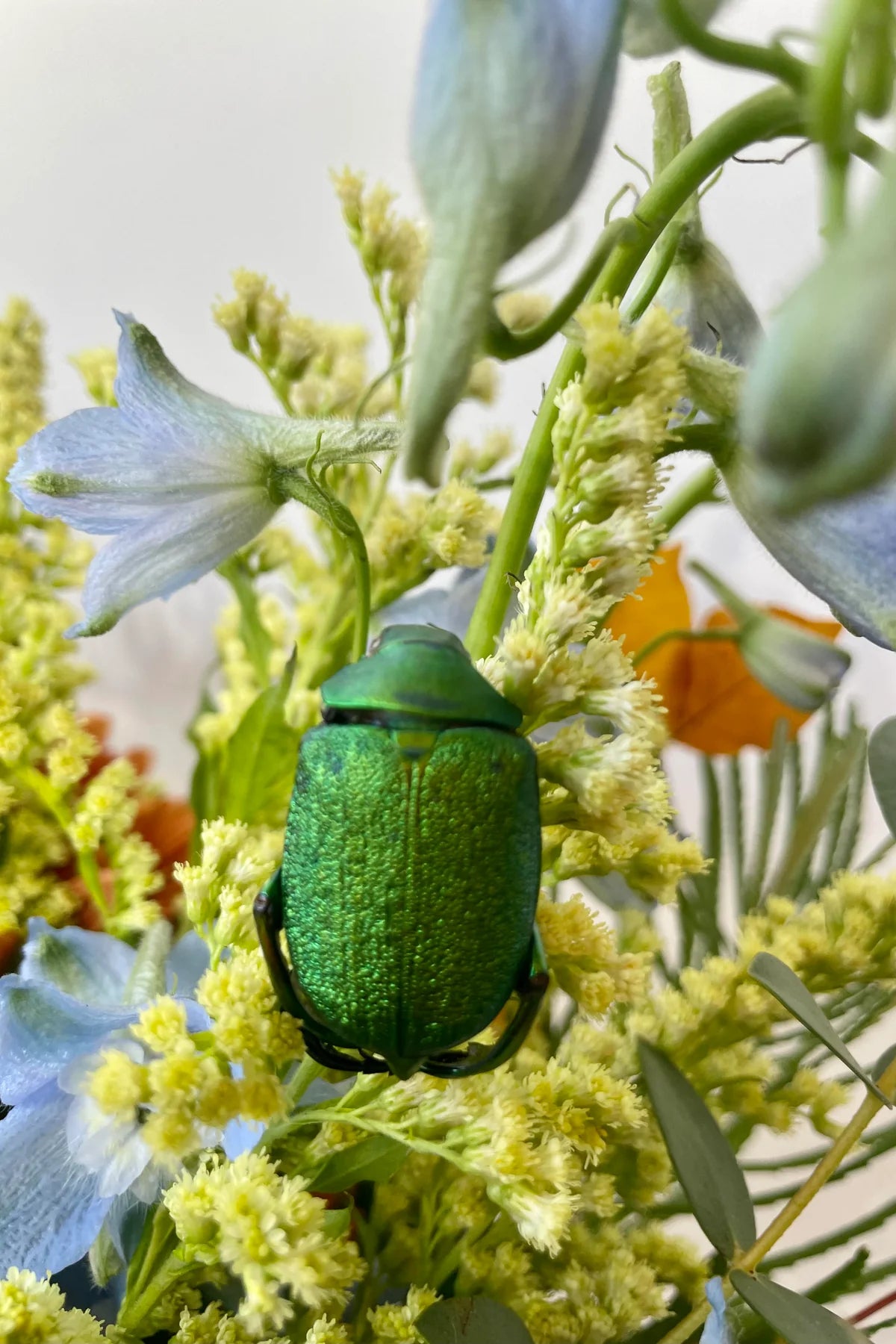 Green and gold scarab bettle Chrysophora chrysochiora on a flower against a white background. ©Sprout Home