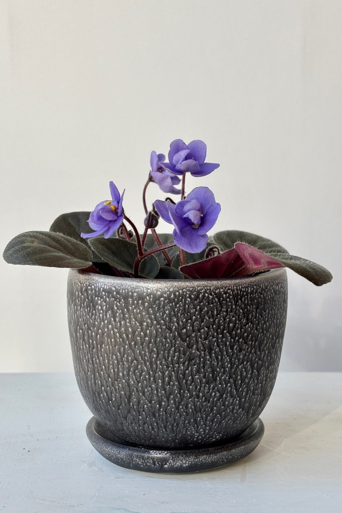 Small planter with saucer in a black and white speckled glaze with a small purple flowering plant against a white background.