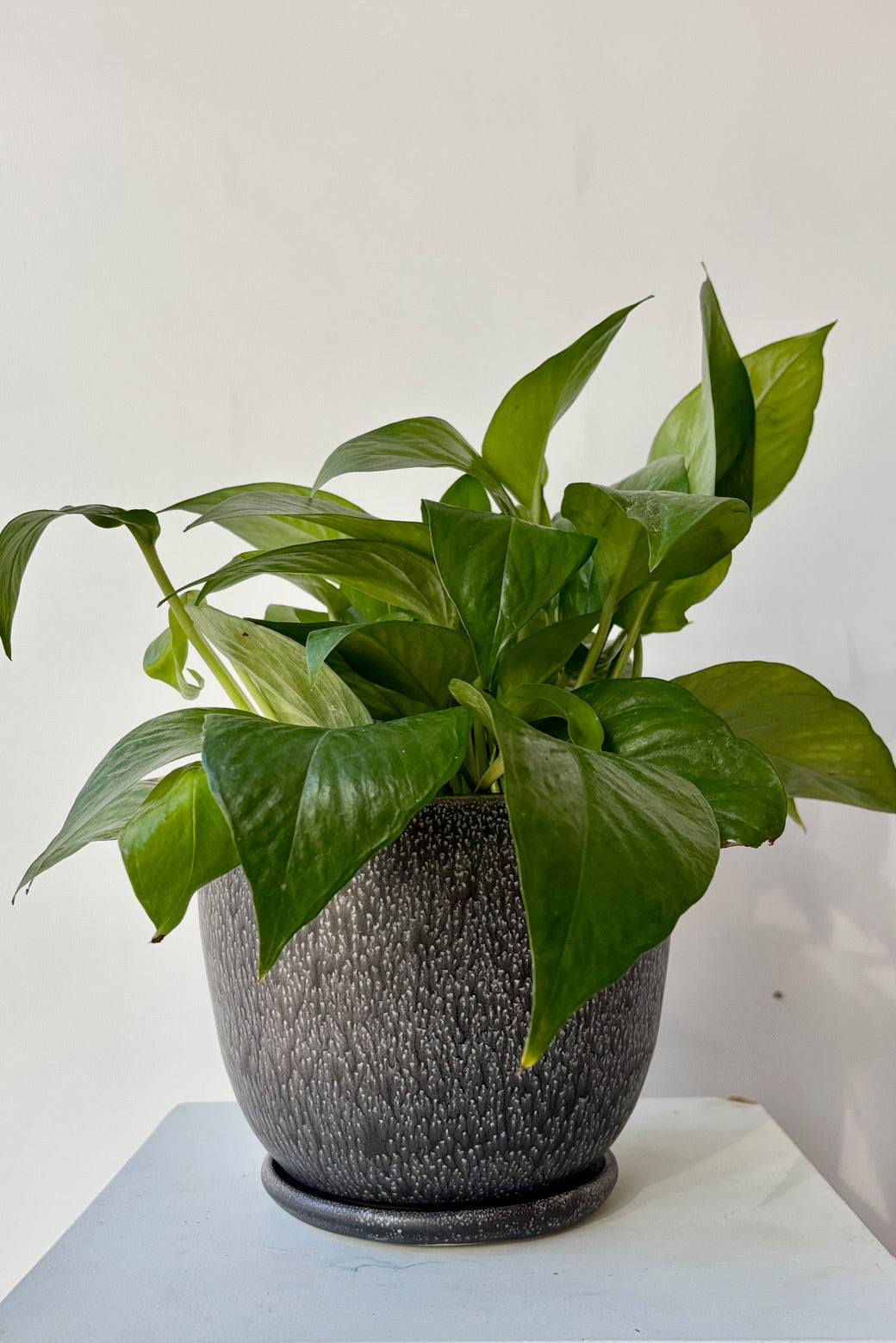 Planter and saucer with black and white speckled glaze and green pothos plant against a white background.