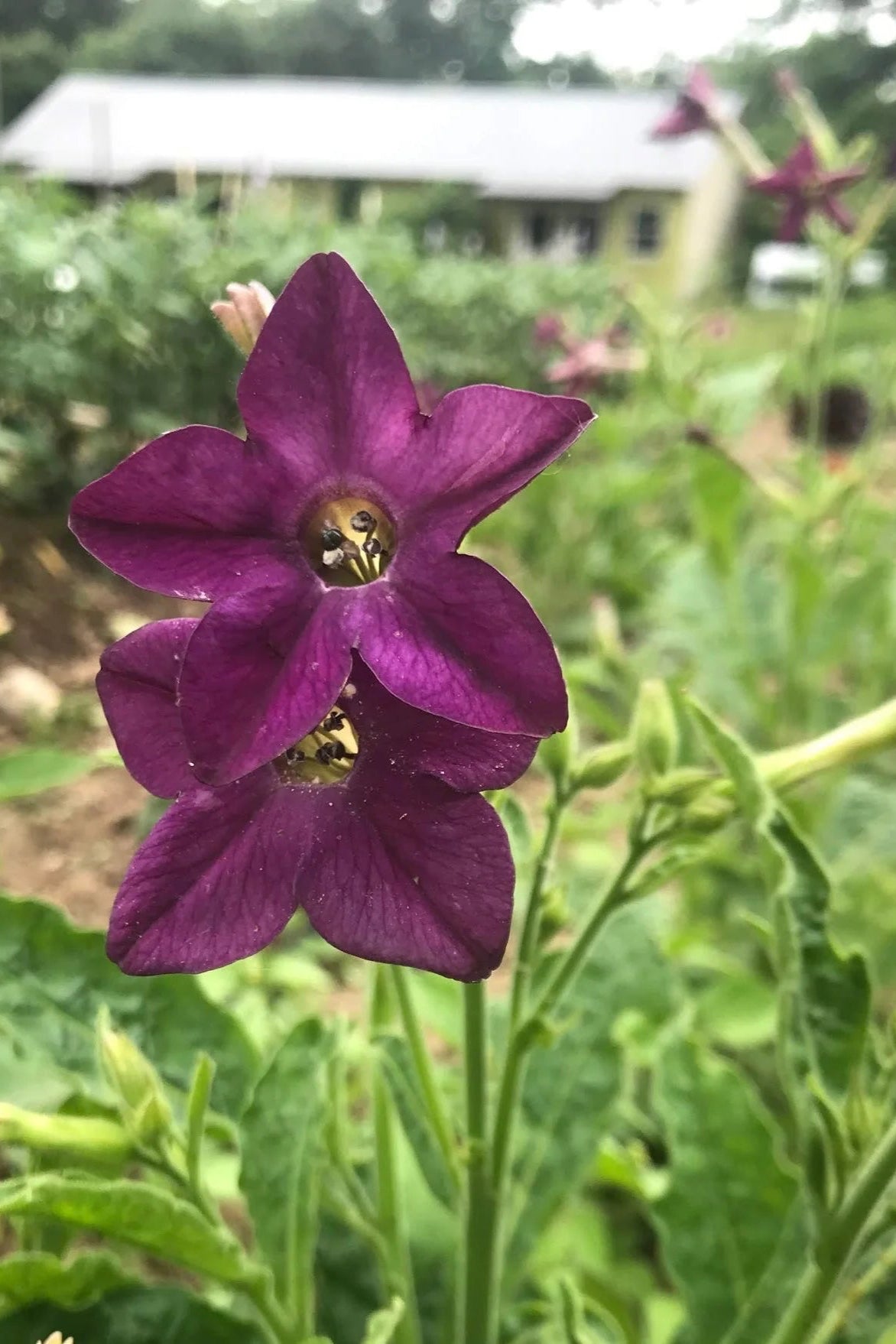 Close-up of a purple flower with a bee in a garden setting ©Hudson Valley Seed Co.