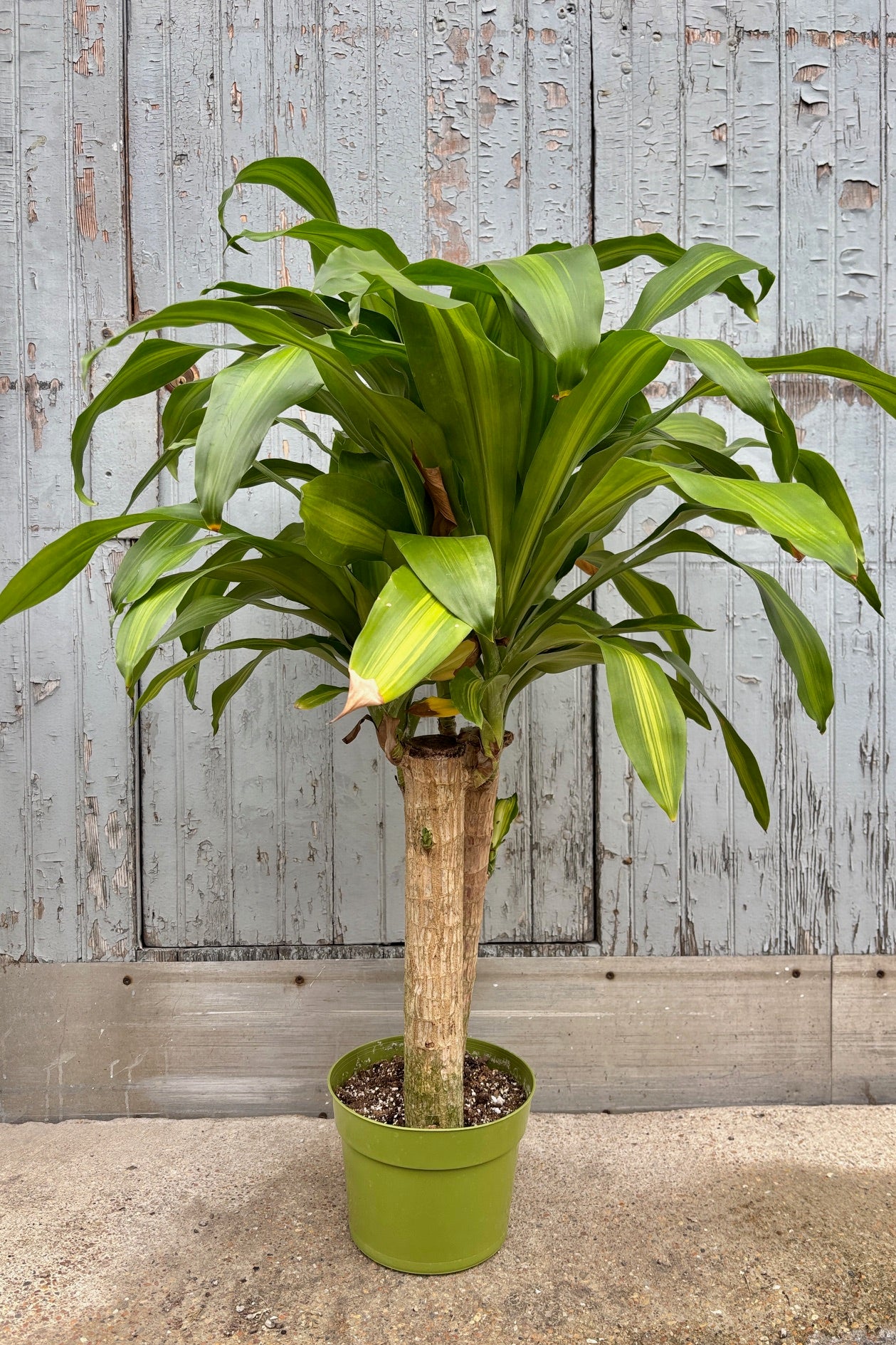 Draceana Massangeana with two trunks in an 8" pot against a grey wall