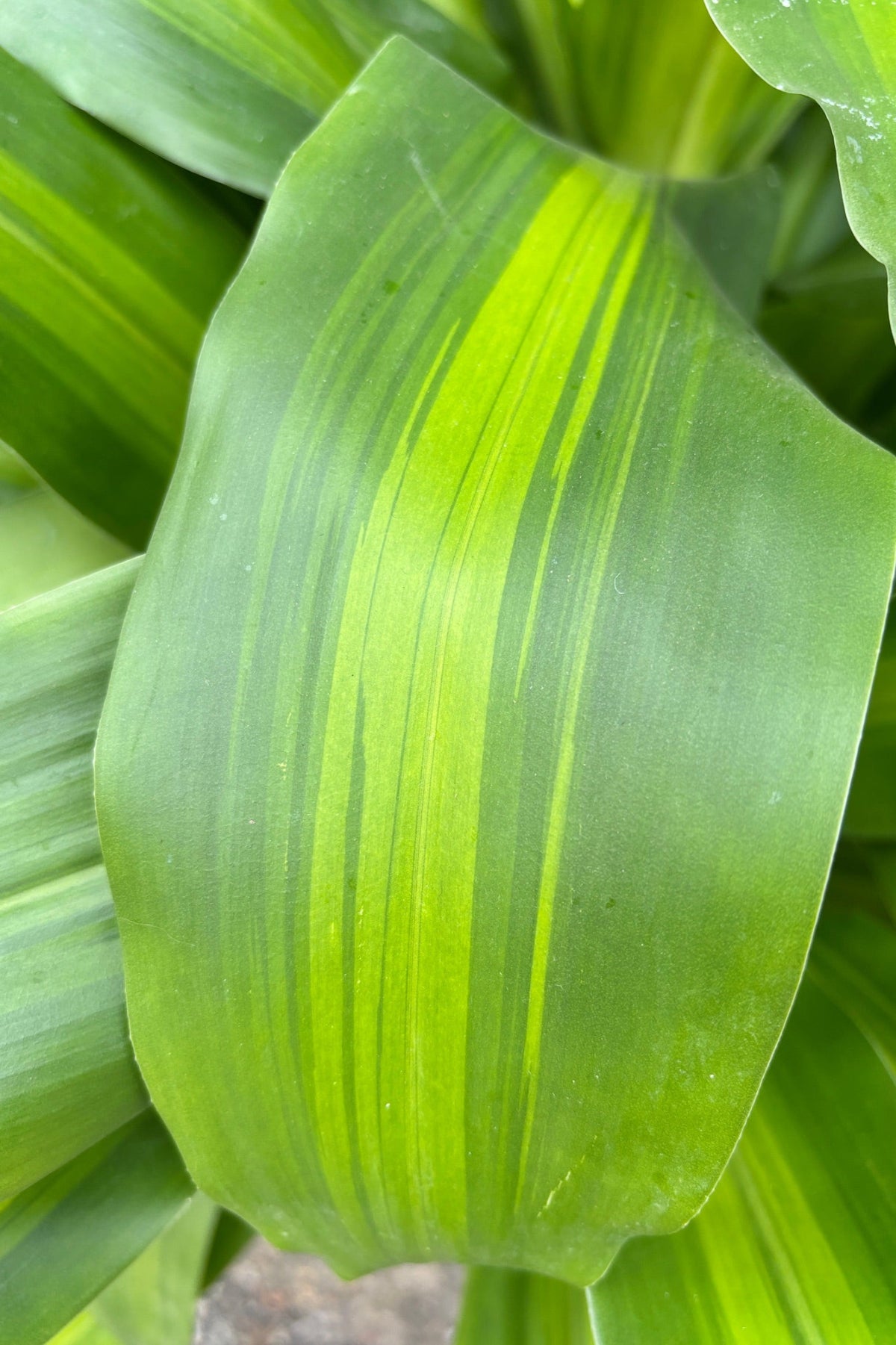 Close up of Dracaena Massangeana leaf with dark green on striping on the edges and yellow stripe down the center.