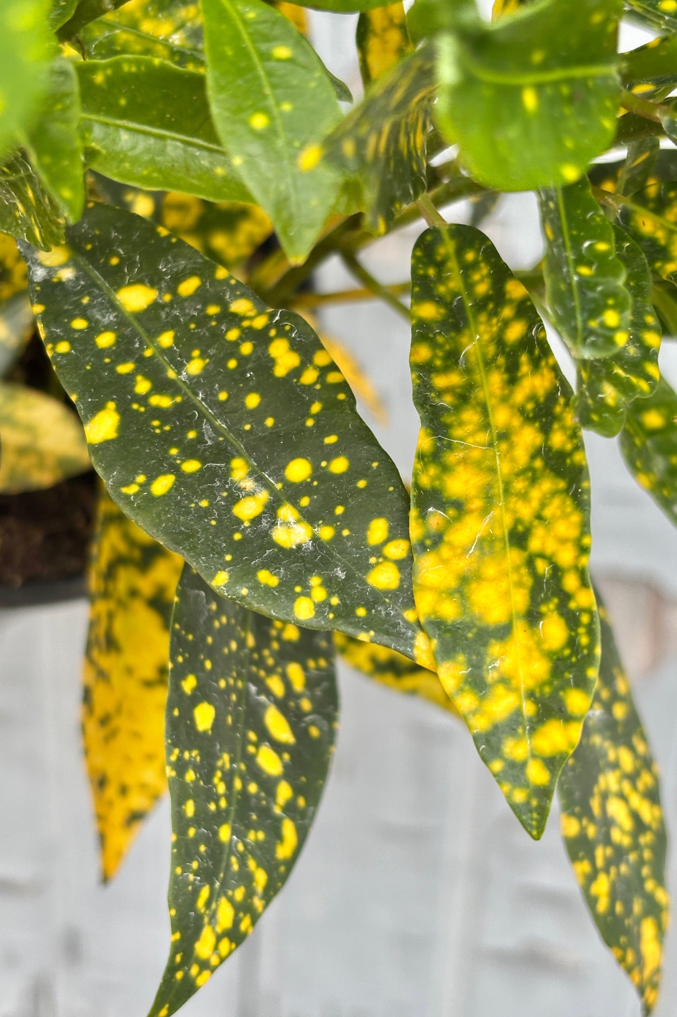 Close up of Codiaeum variegatum "Garden Croton" 6" with small dark green and yellow speckled lanceolate leaves against a grey wall.