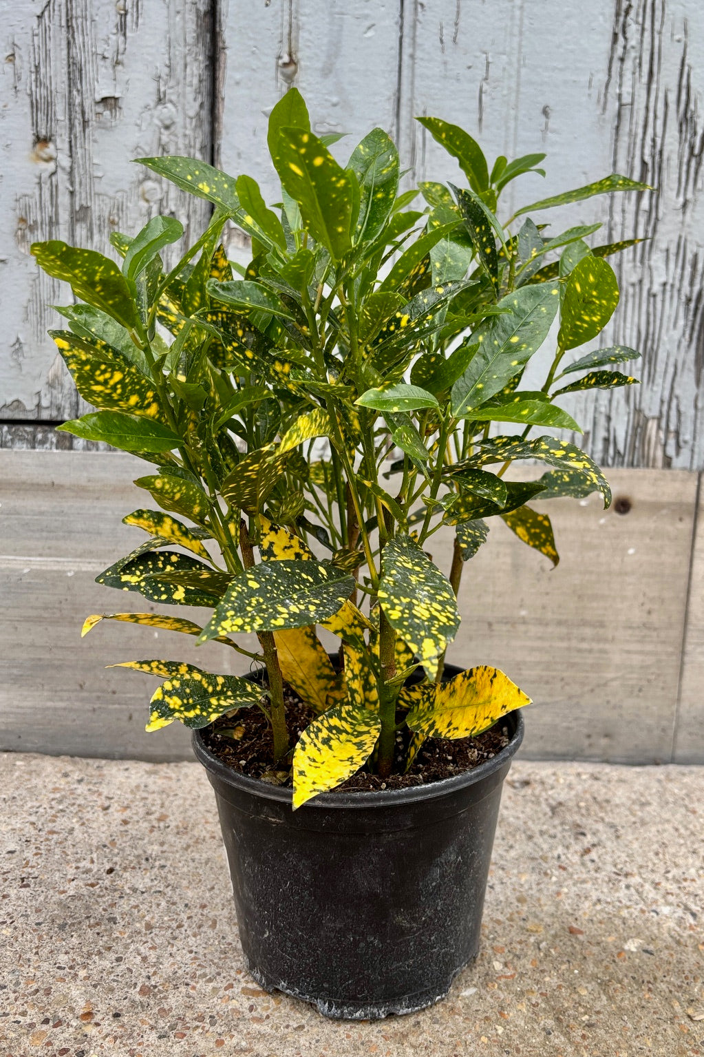 Codiaeum variegatum "Garden Croton" 6" with small dark green and yellow speckled lanceolate leaves on multiple stems against a grey wall.