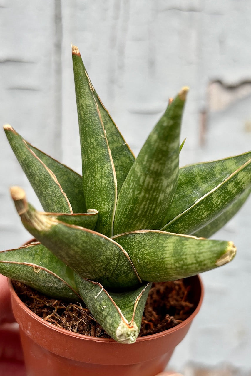 Sansevieria 'Prabu' with stout and sharply pointed leaves, mottled green with a brown margin against a grey background