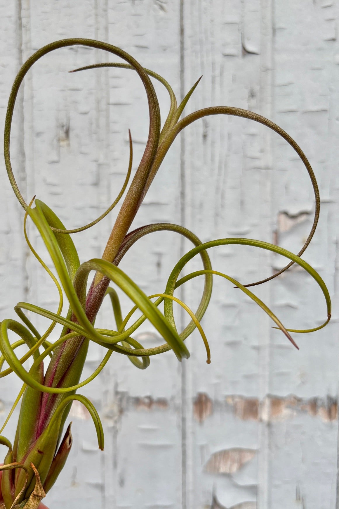 Tillandsia intermedia, a tillandsia with curling green leaves with hints of red throughout the center against a grey wall