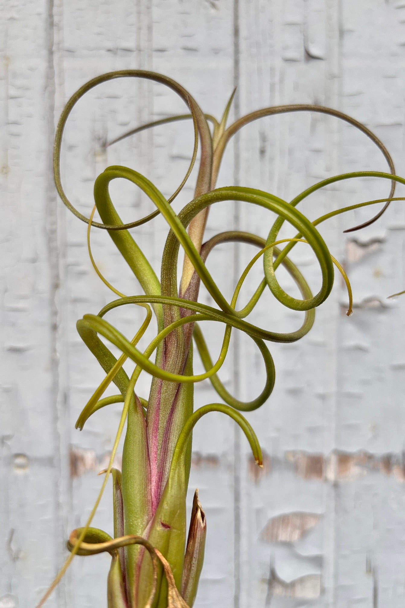 Tillandsia intermedia, a tillandsia with curling green leaves with hints of red throughout the center against a grey wall
