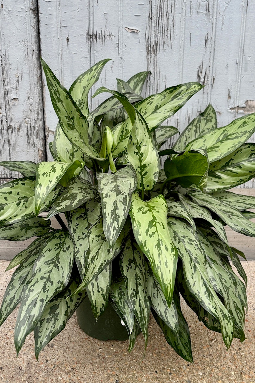 Aglaonema Romeo has light green lanceolate leaves with dark green markings throughout in an 8" pot against a grey wall.
