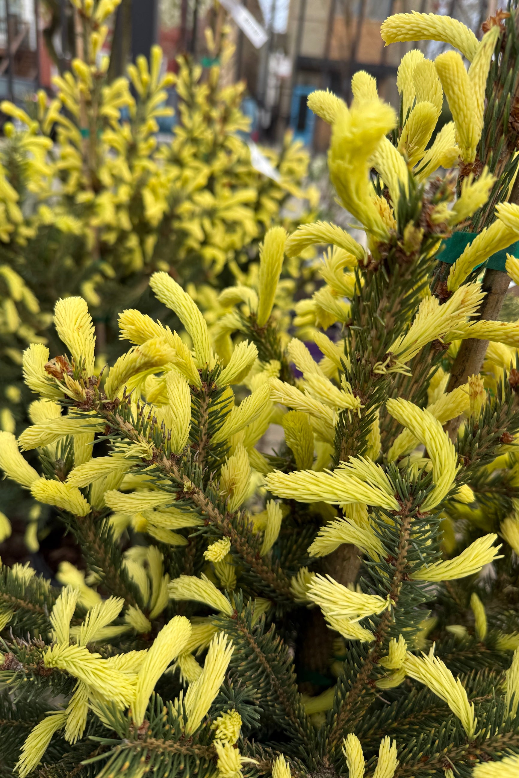 Green and yellow coniferous Picea glauca 'Mac's Gold' with a blurred background ©Sprout Home