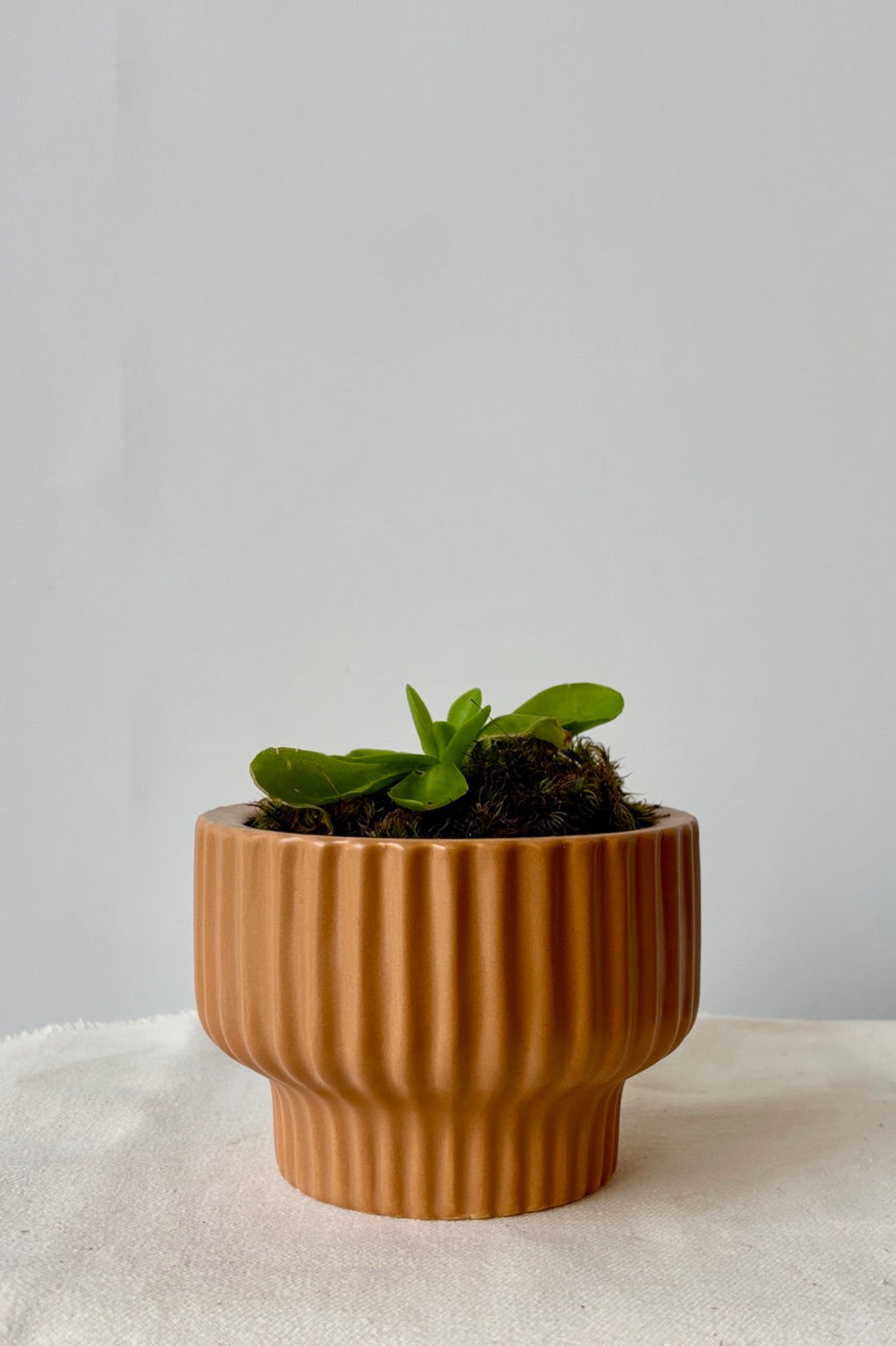Small ginger planter by Jungle Club displayed with a green plant against a white wall.
