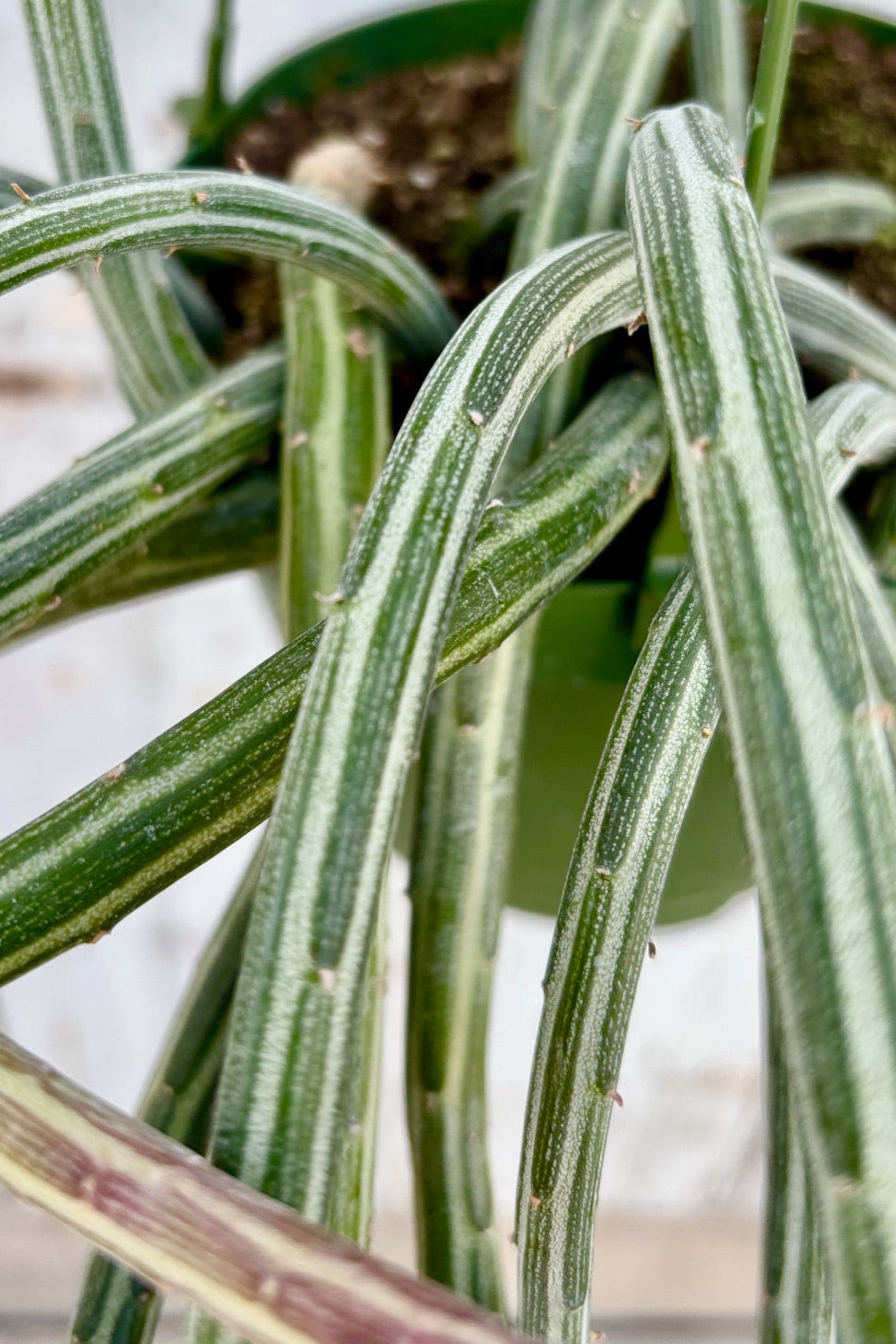 Close up of trailing succulent, Senecio stapeliiformis in a 6" grow pot against a grey wall