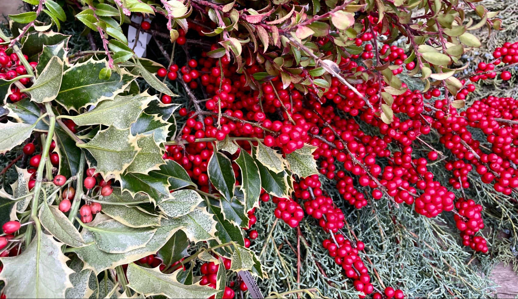 Holiday greens and berries together ©Sprout Home