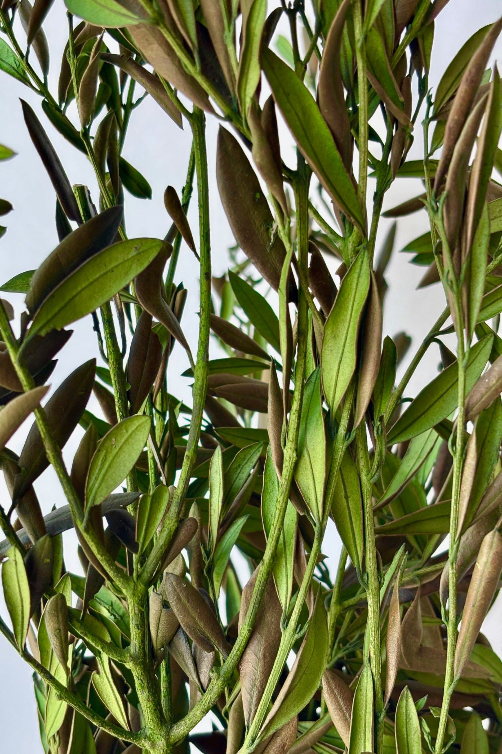 Close up of naturally-preserved Olive branches against a white background. ©Sprout Home