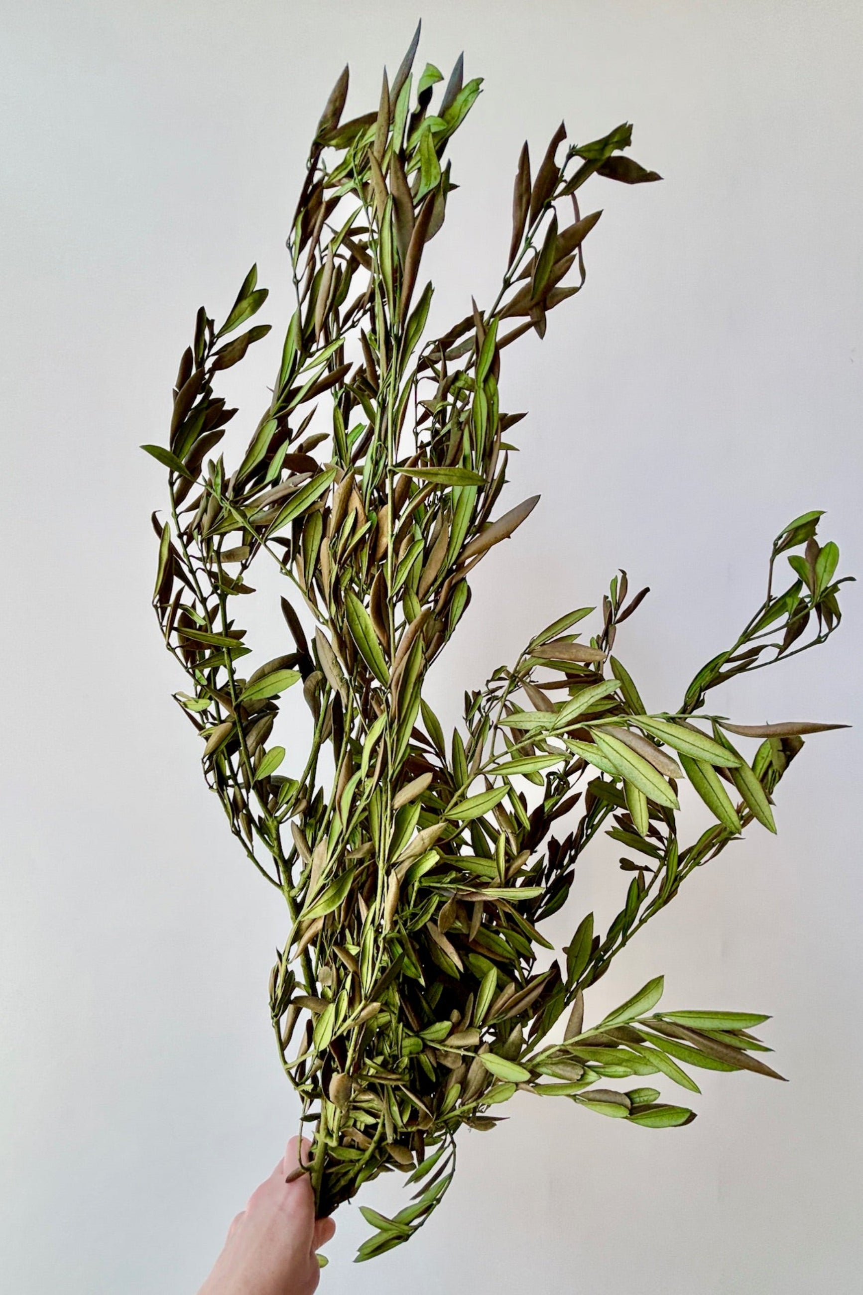 Hand Holding a bunch of naturally-preserved Olive branches against a white background ©Sprout Home