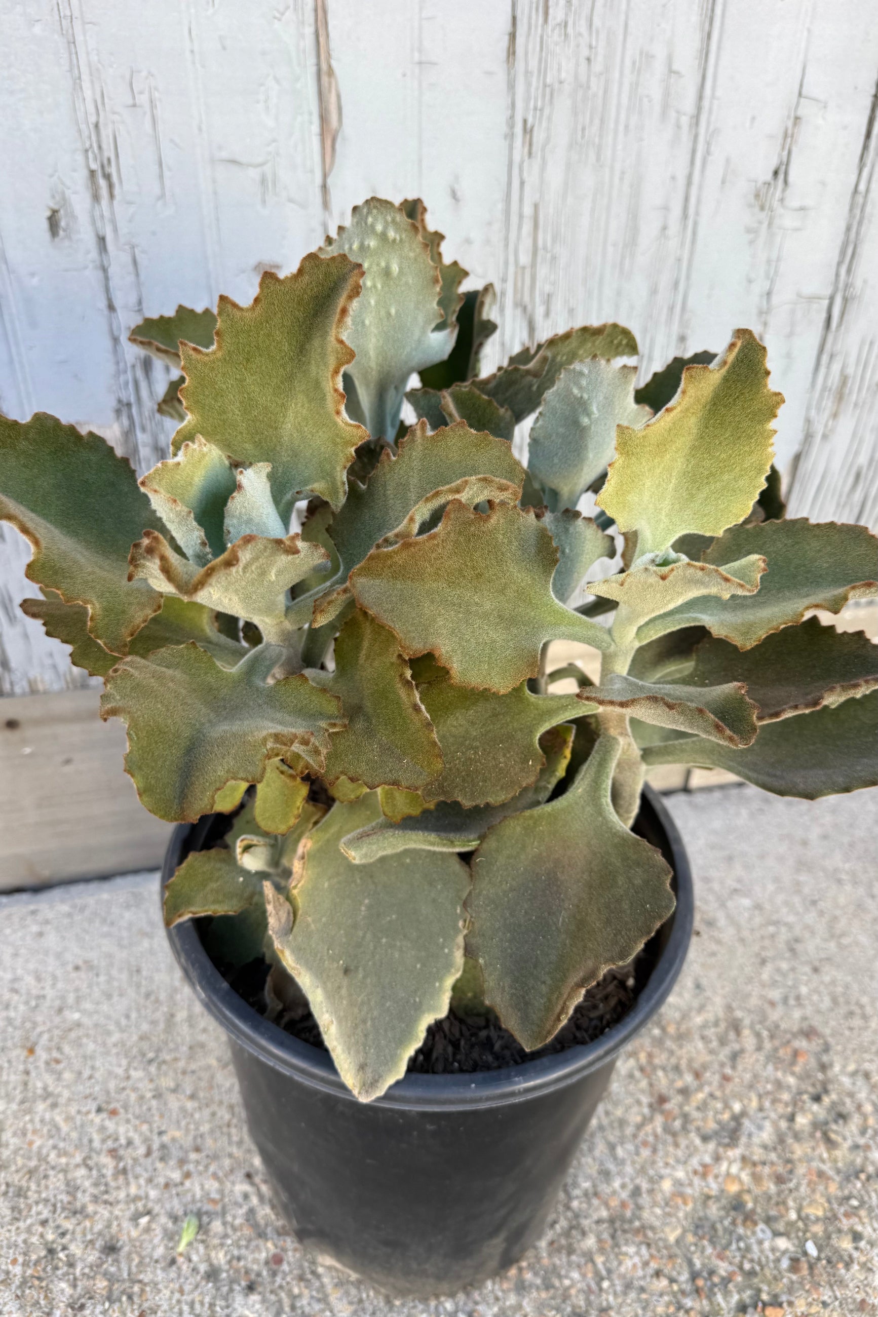 Bushy succulent with fuzzy, silvery green arrow shaped leaves with a brown border against a grey wall.