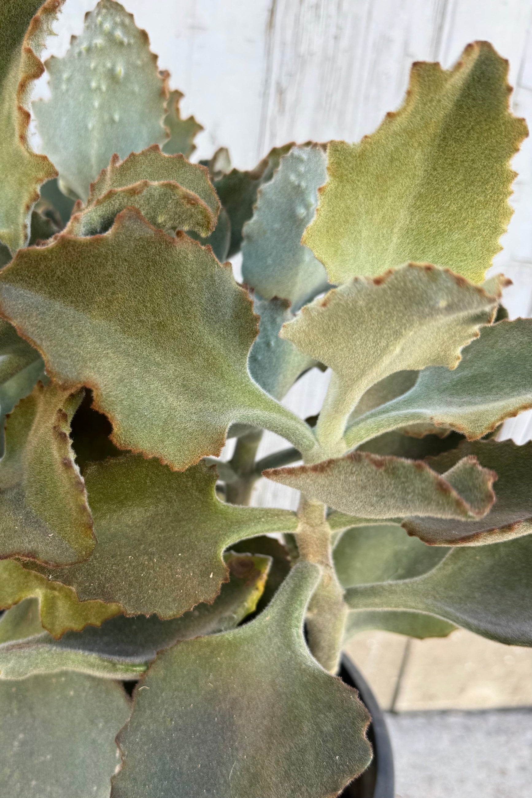 Close up of bushy succulent with fuzzy, silvery green arrow shaped leaves with a brown border against a grey wall.