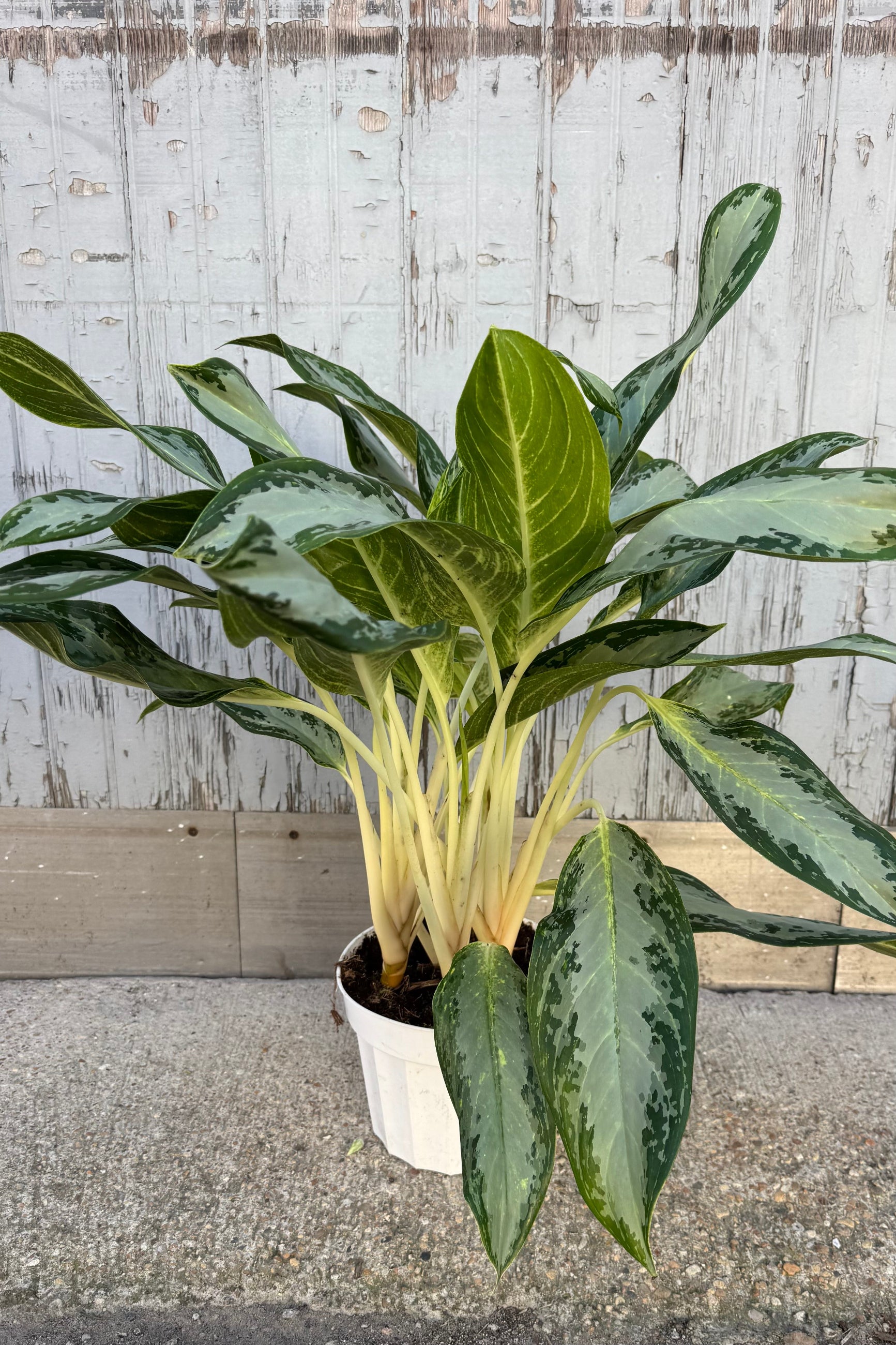 Large oval shaped leaves with dark green patterning on the edge of the leaf with yellow stripes on tall white stems against a grey wall.