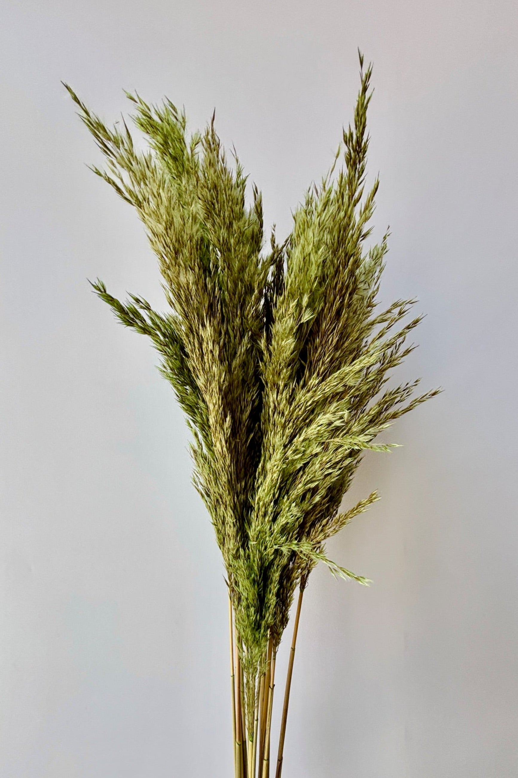 Bunch of Miscanthus sinensis, light olive green color against white background