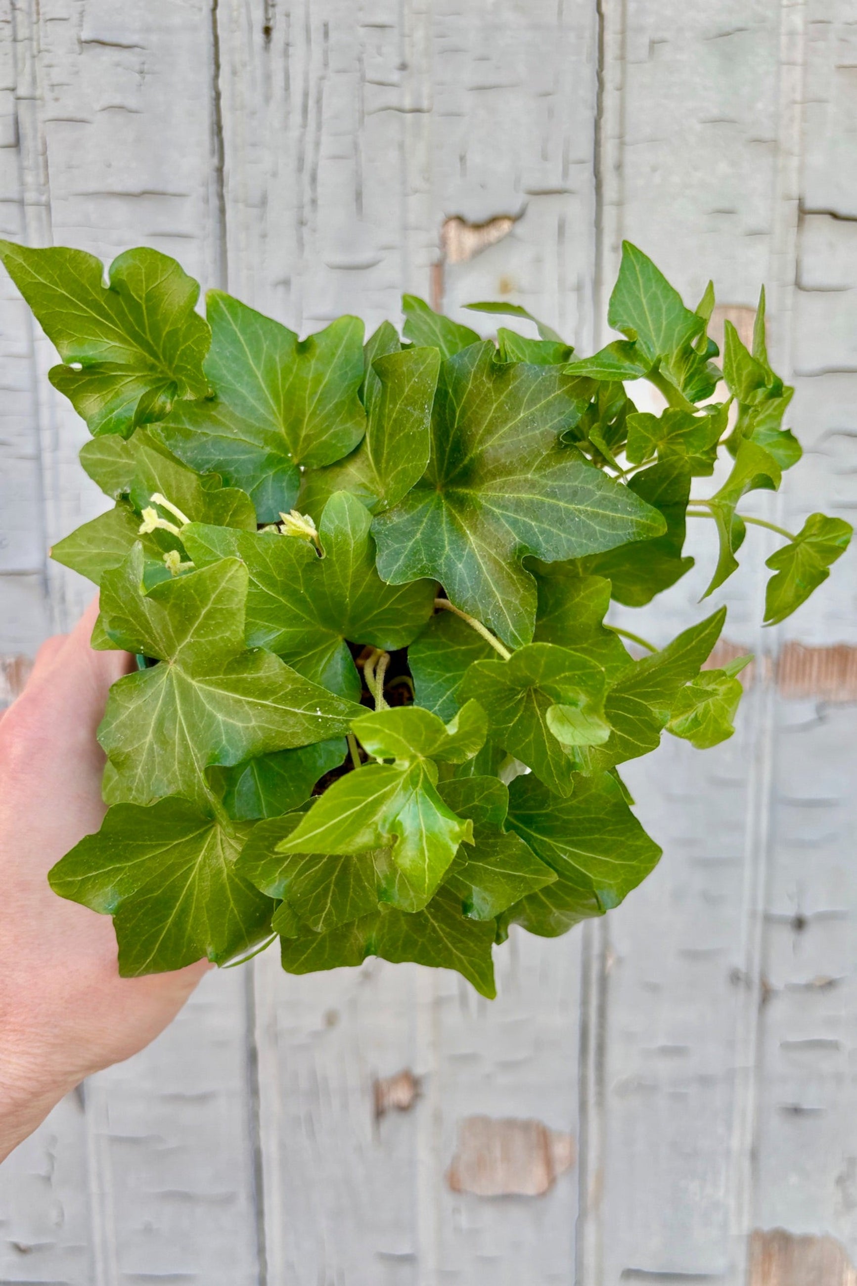 4" pot of Hedera 'Ivy' against a grey wall