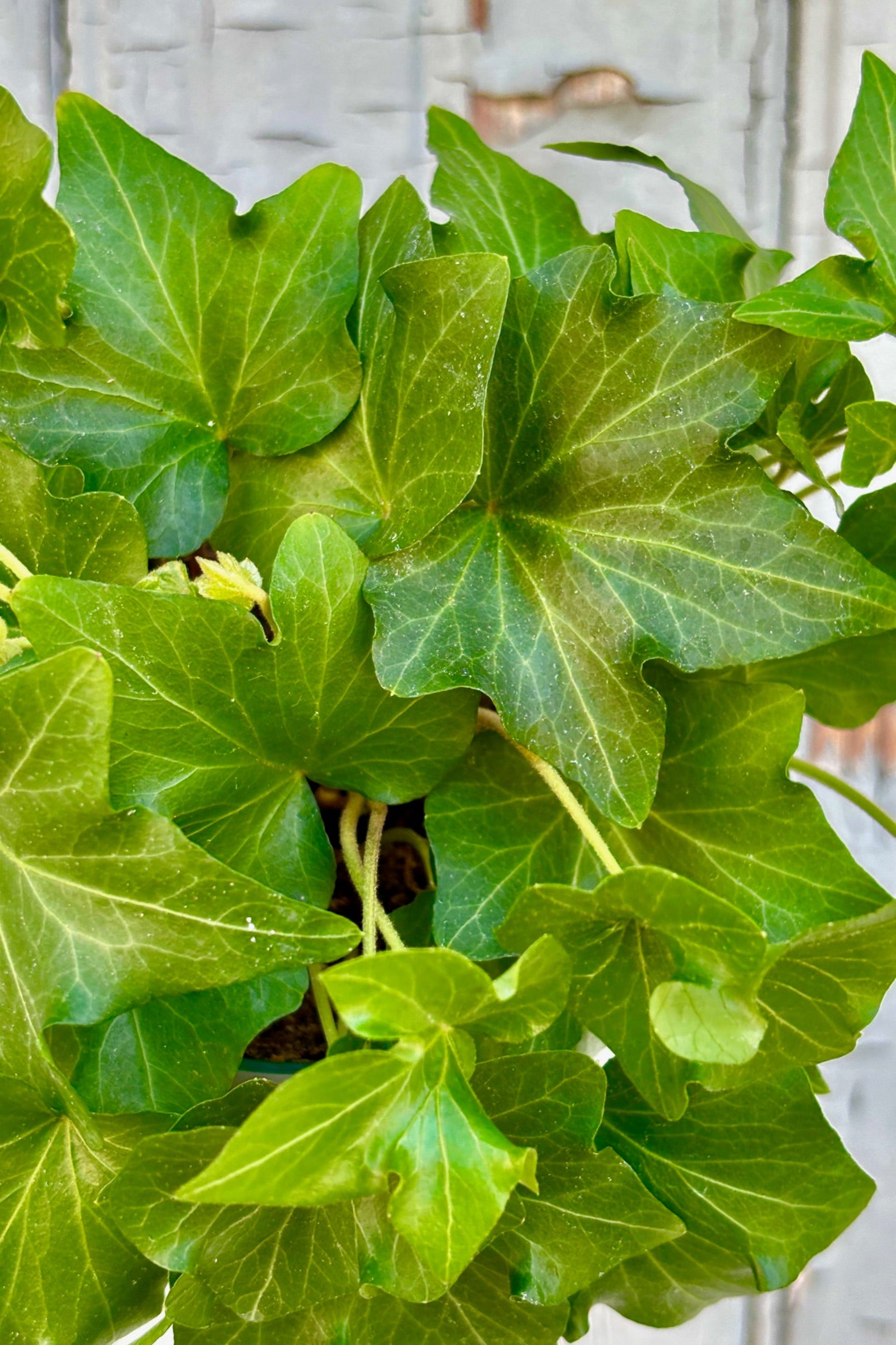 4" pot of Hedera 'Ivy' against a grey wall