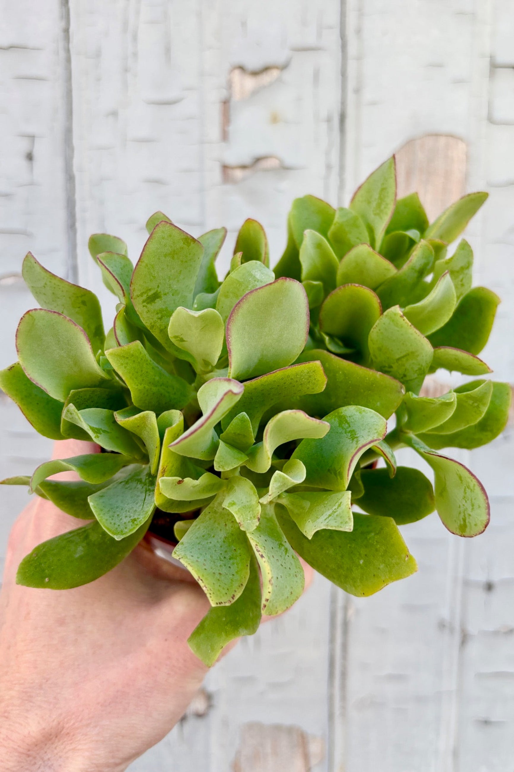 4" pot of Crassula aborescens undulatifolia against a grey wall