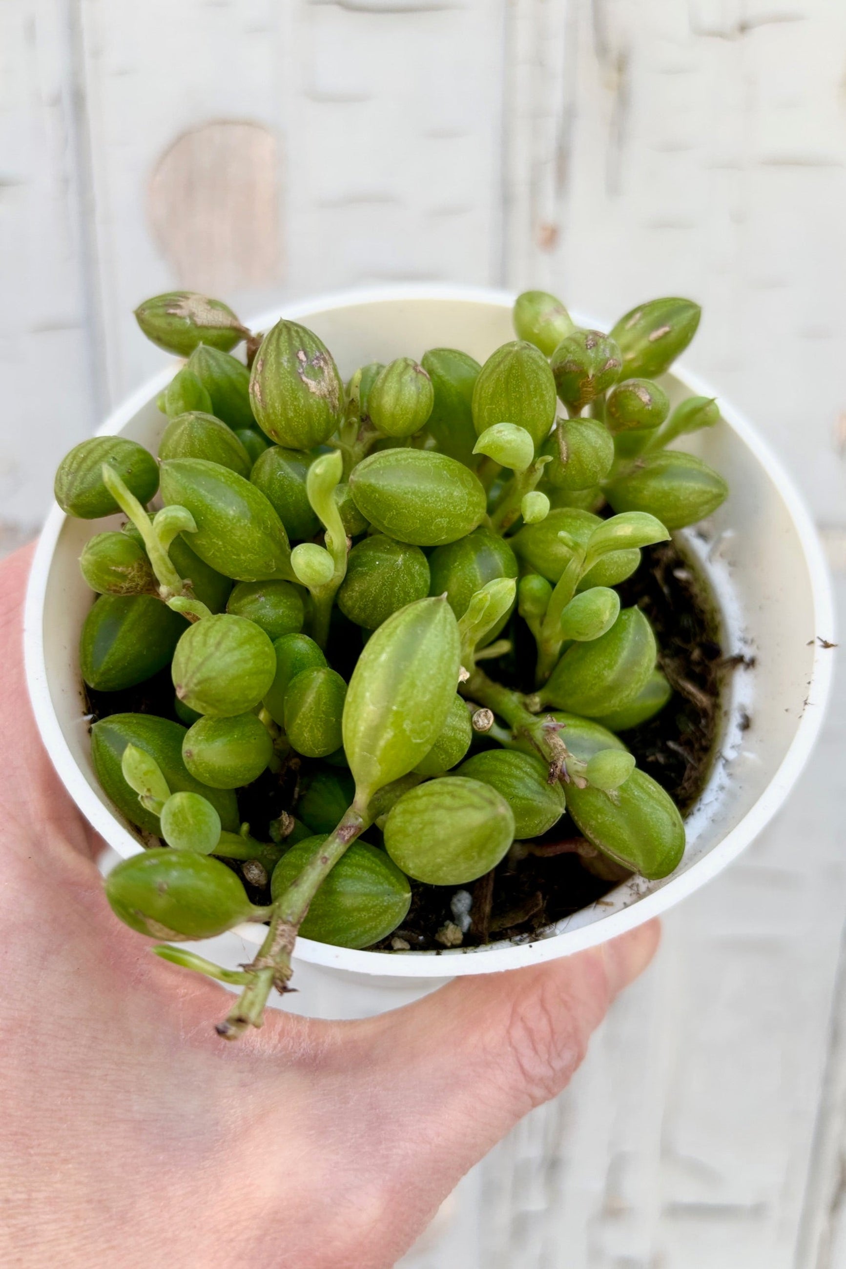 4" pot of Senecio herreanus, or "String of Watermelons" against a grey wall ©Sprout Home