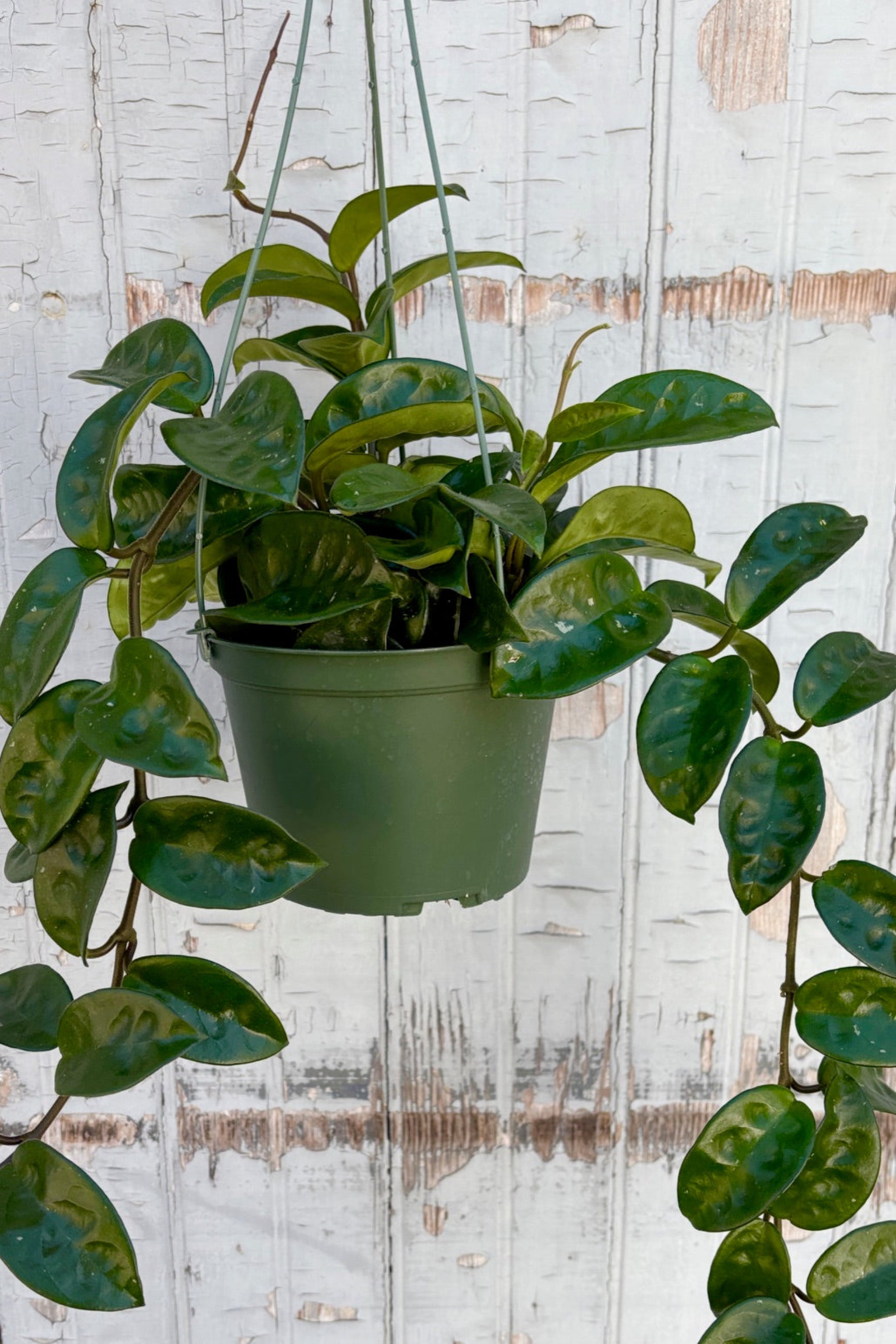 Hoya finlaysonii 'Ripple Leaf' in a 6" hanging pot against a grey wall