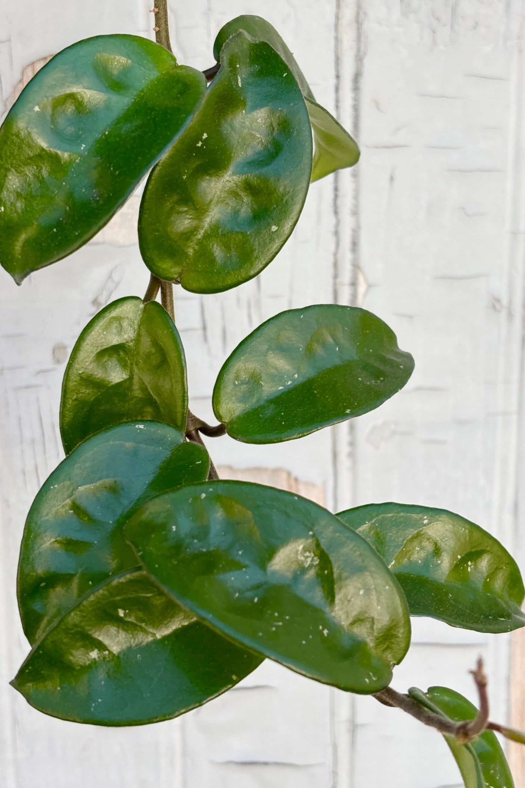 Close up of Hoya finlaysonii 'Ripple Leaf' in a 6" hanging pot against a grey wall
