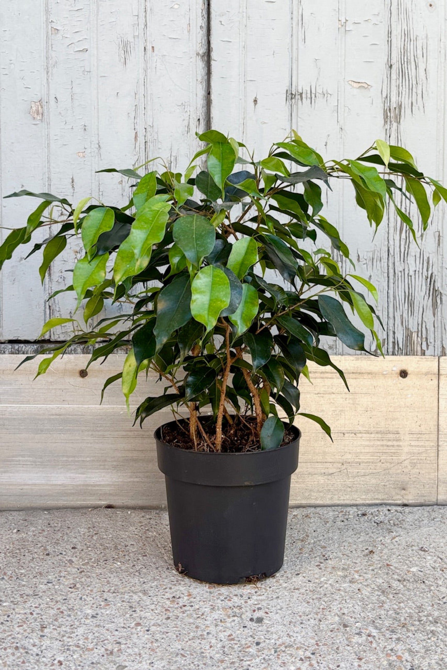 Ficus benjamina muti stem with green leaves against a grey wall.
