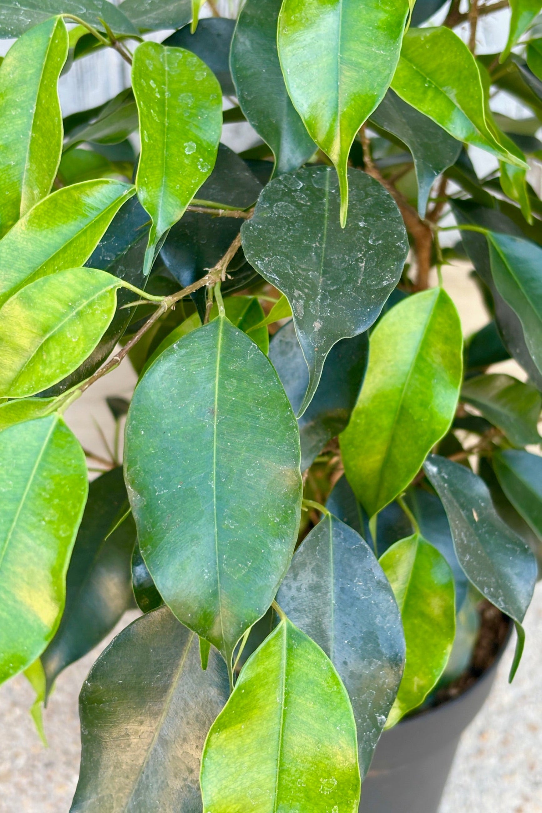 Close up of Ficus benjamina muti stem with green leaves against a grey wall.
