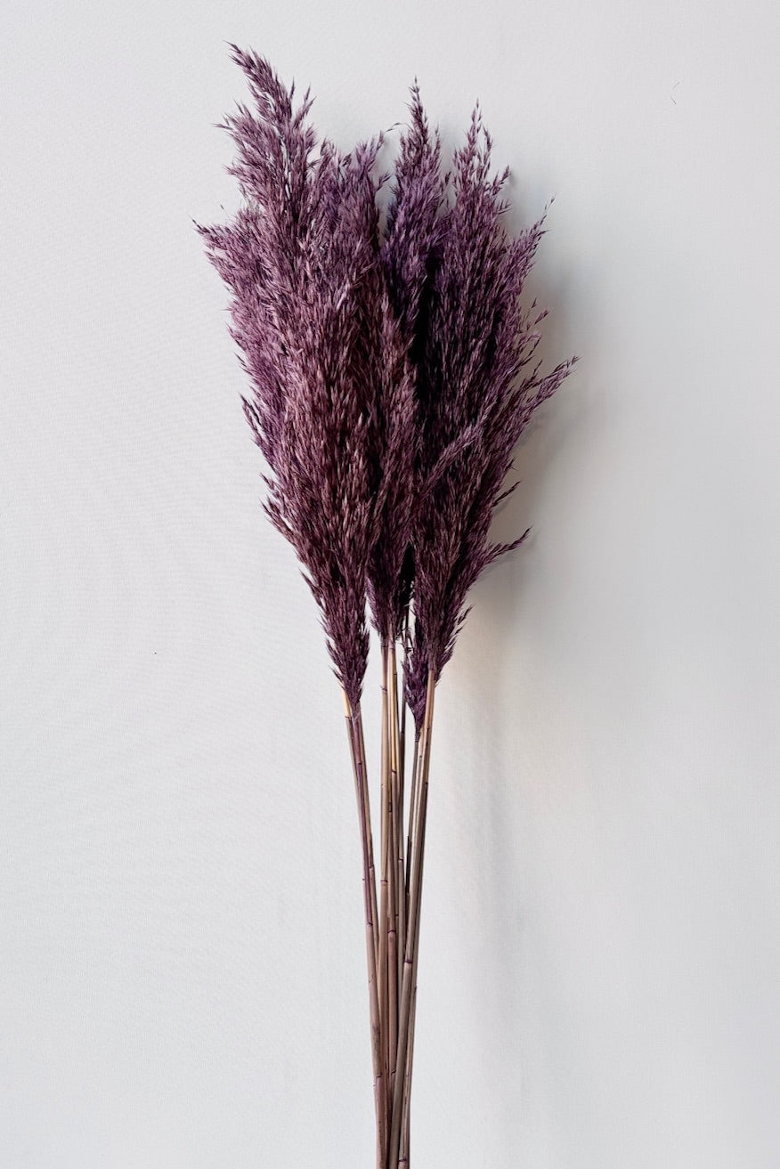 Bunch of Pluma mini purple against white wall ©Sprout Home