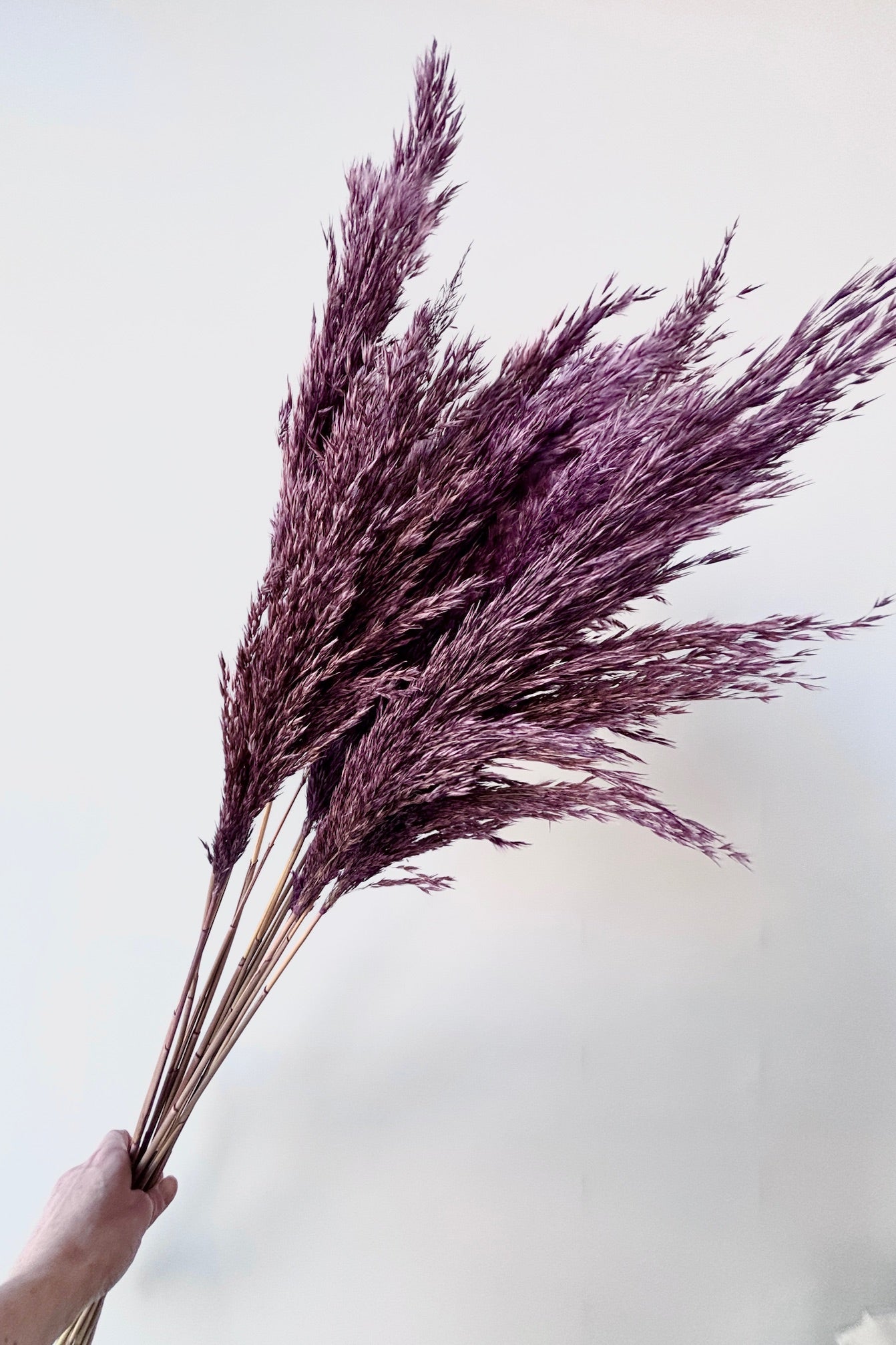 Hand holding bunch of Pluma mini purple against white wall