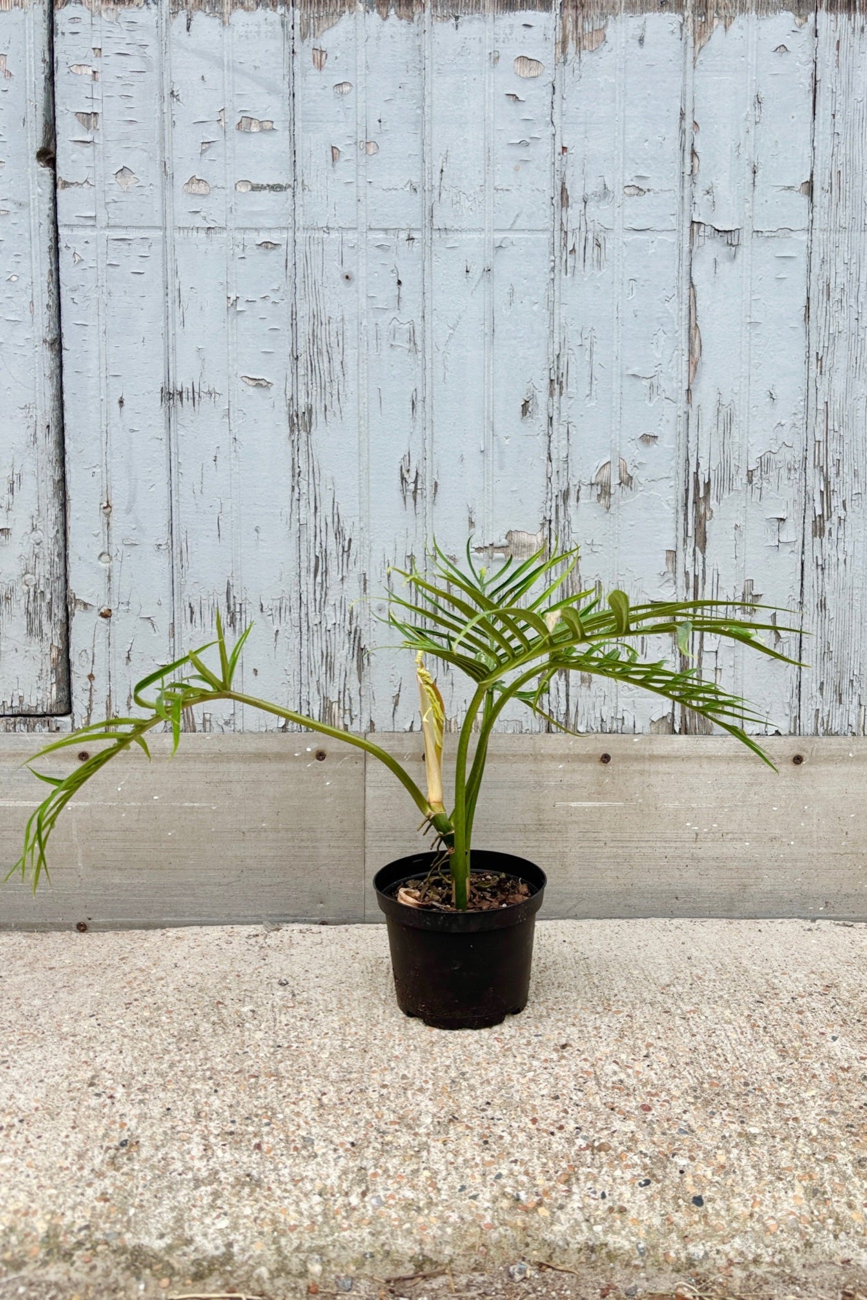 Philodendron 'Tortum' in a six inch nursery pot against a grey wall.