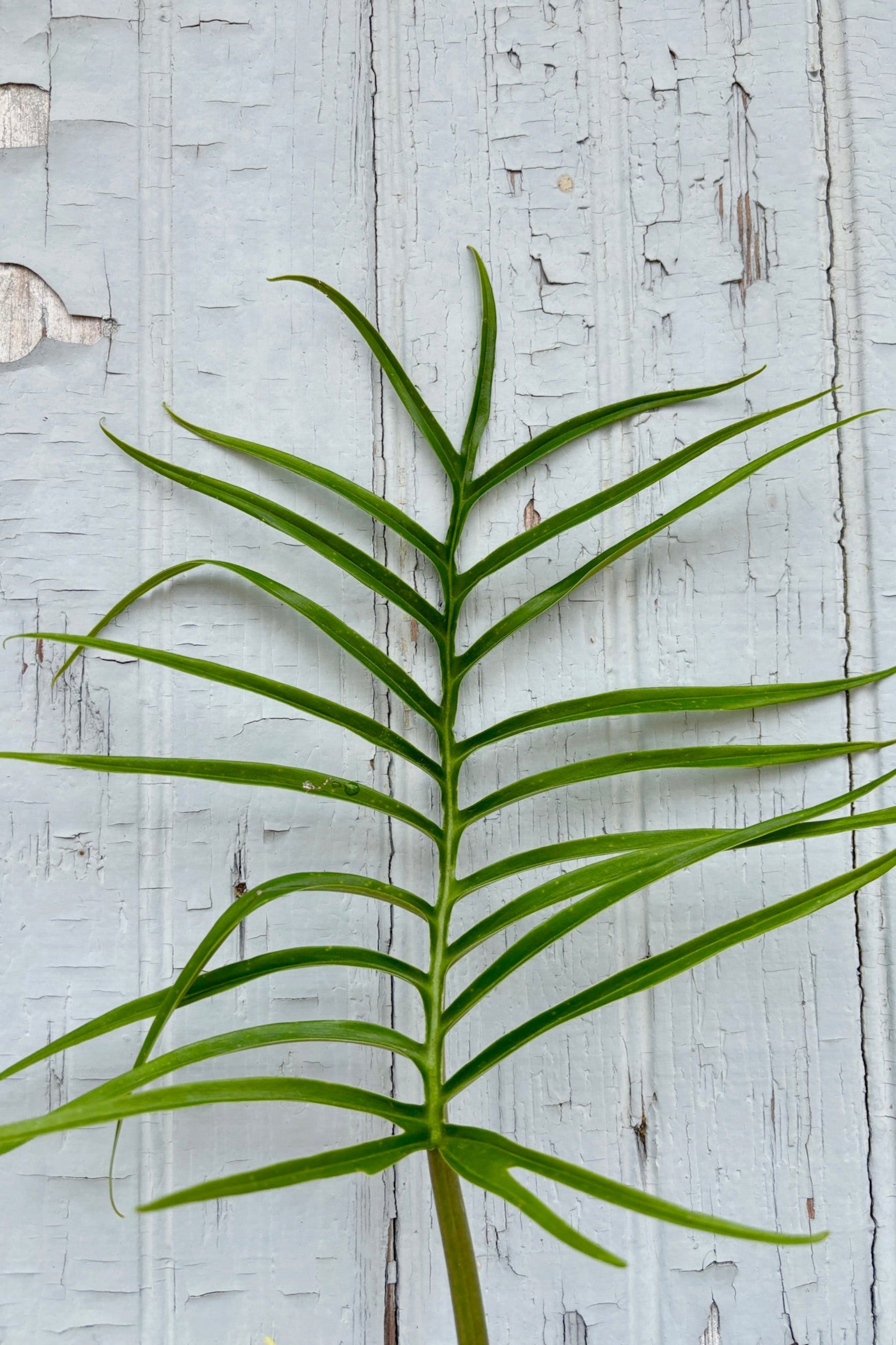 Close up of Philodendron 'Tortum' leaf against a grey wall