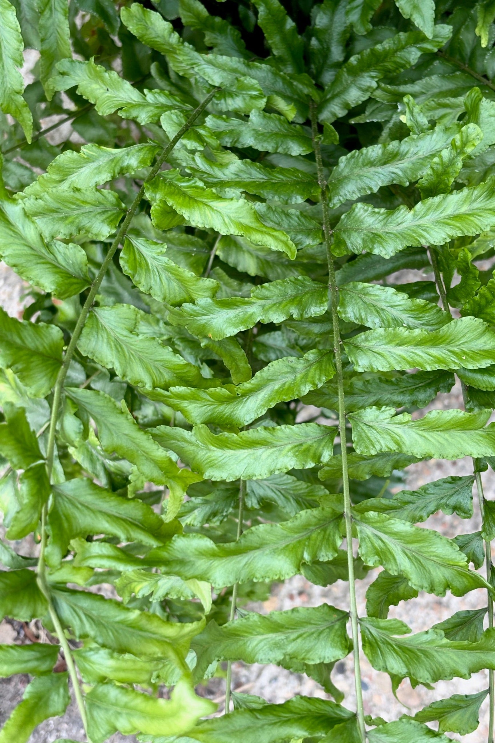Close up of Nephrolepis falcata 'Furcans' "Fishtail" fern in an 8" hanging basket