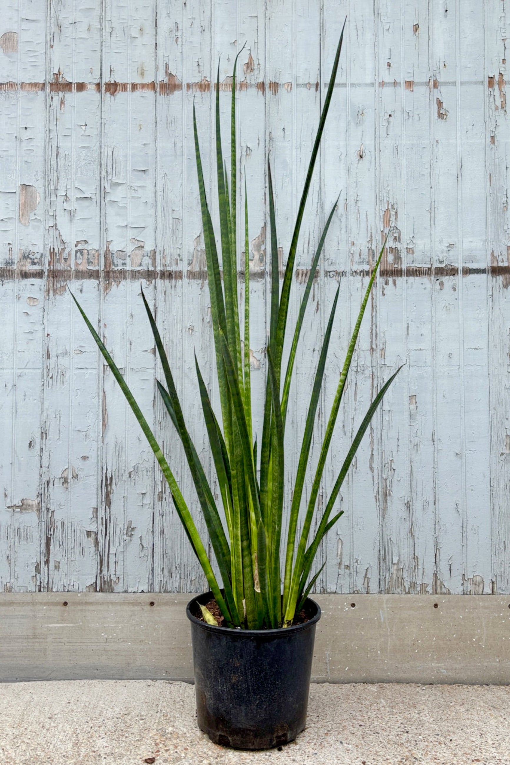 Sansevieria cylindrica 'African Spears' in a 10" pot against a grey wall